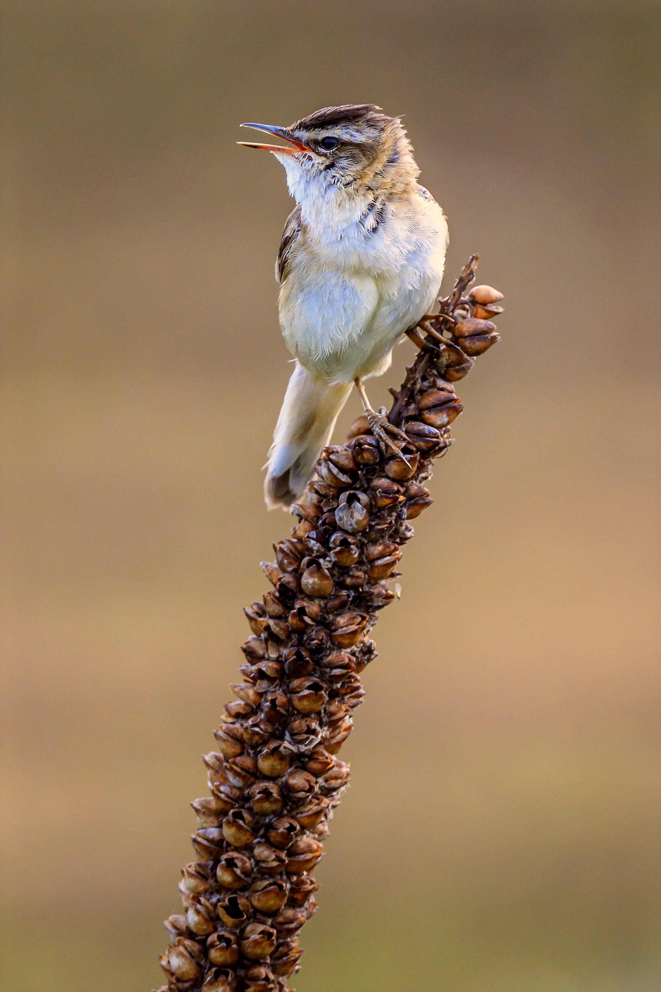 Веретенник и скворцы. Wildlife photography by Sergey Puponin