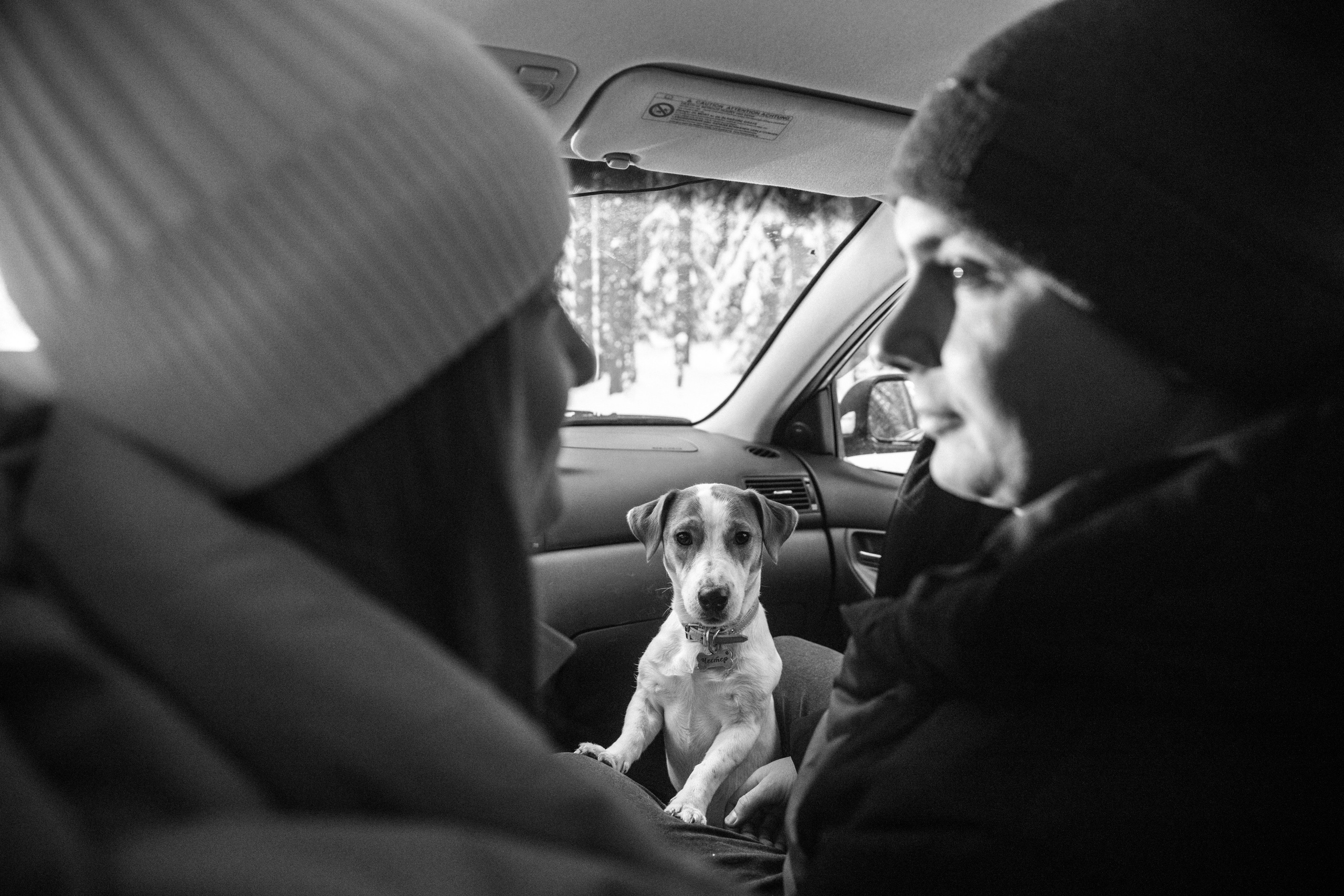 Света, Саша и Честер 🐾. Свадебный фотограф Настя Шелл г. Череповец