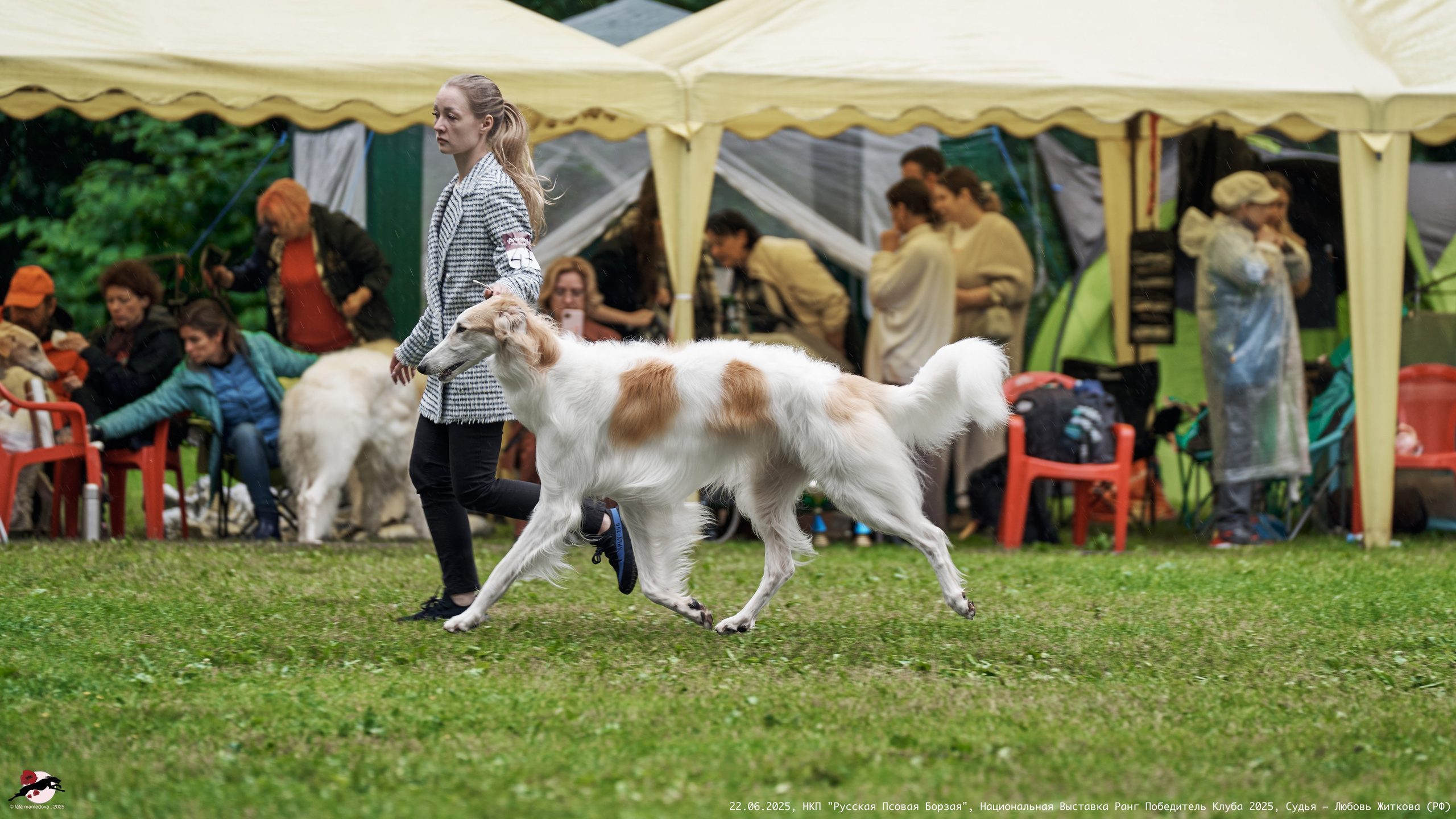 22.06.2025 | Национальная Выставка НКП "Русская Псовая Борзая"