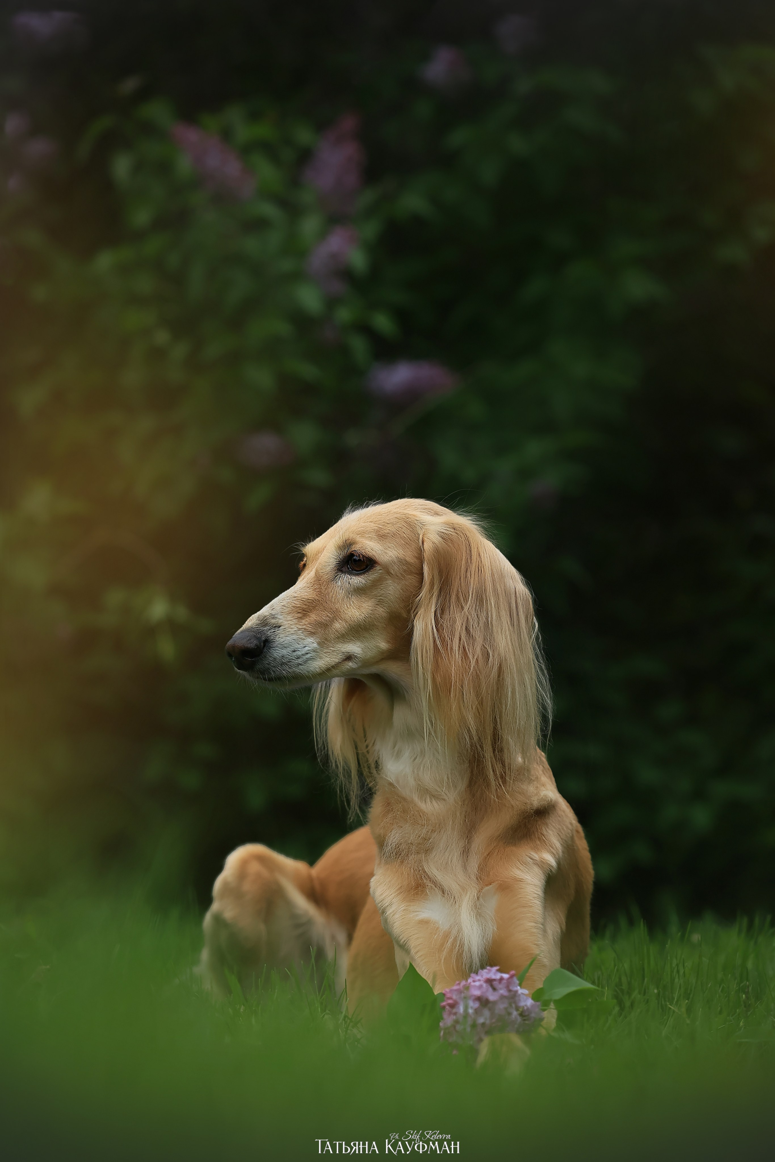 Салюки, фотография салюки, собака в цветах, красивая собака, фотограф анималист, фотокурс Анималистика, научиться фотографировать собак, фотограф Новосибирск