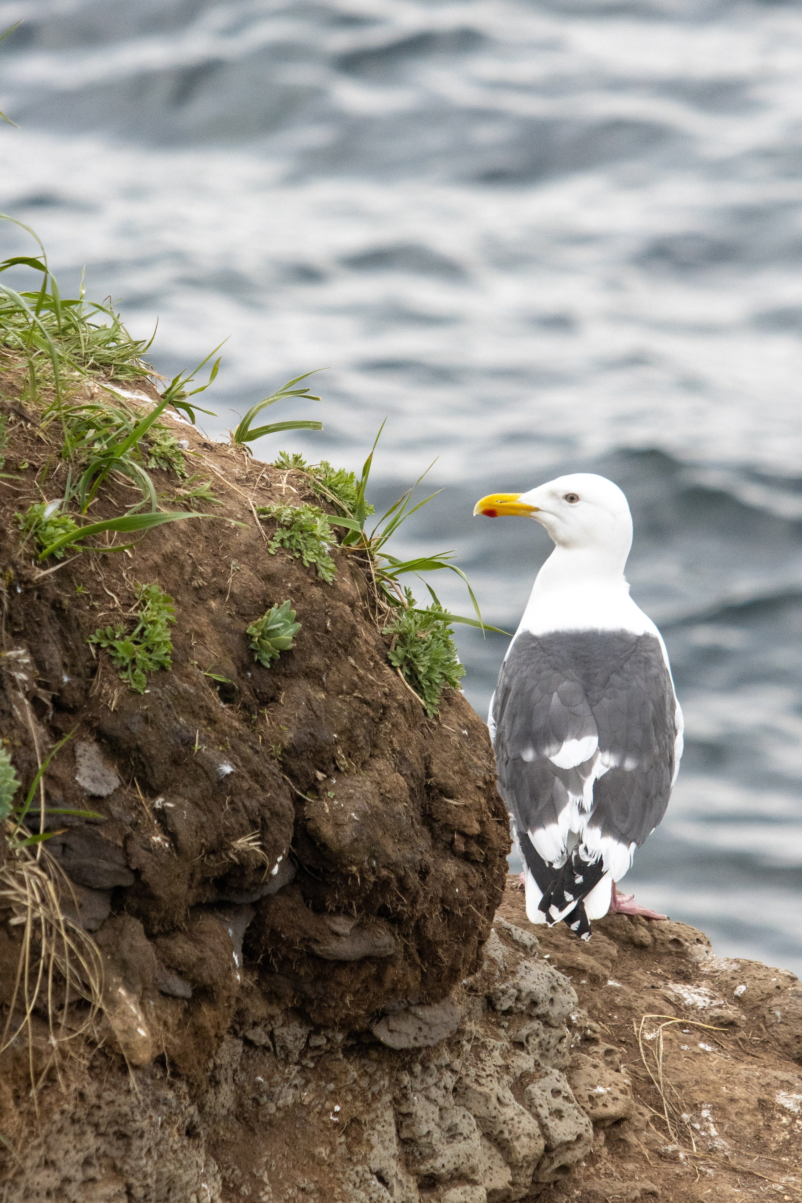 Совгавань, Охотское море, мыс Фальшивый, бухта Фальшивая, чайка