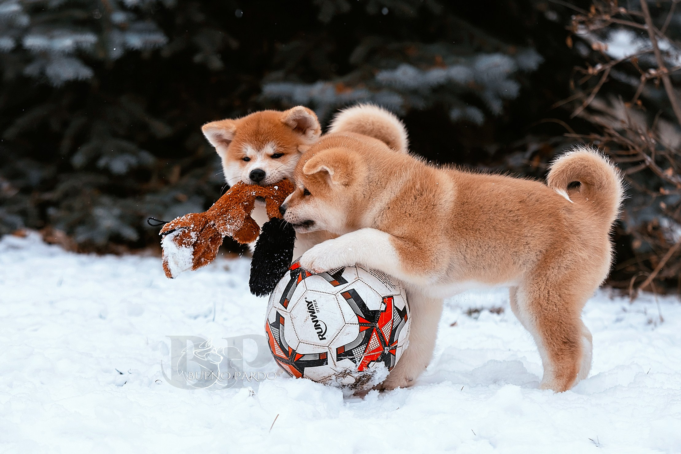 Щенки японской акита ину из питомника. Питомник собак Акита, Хаски, Корги