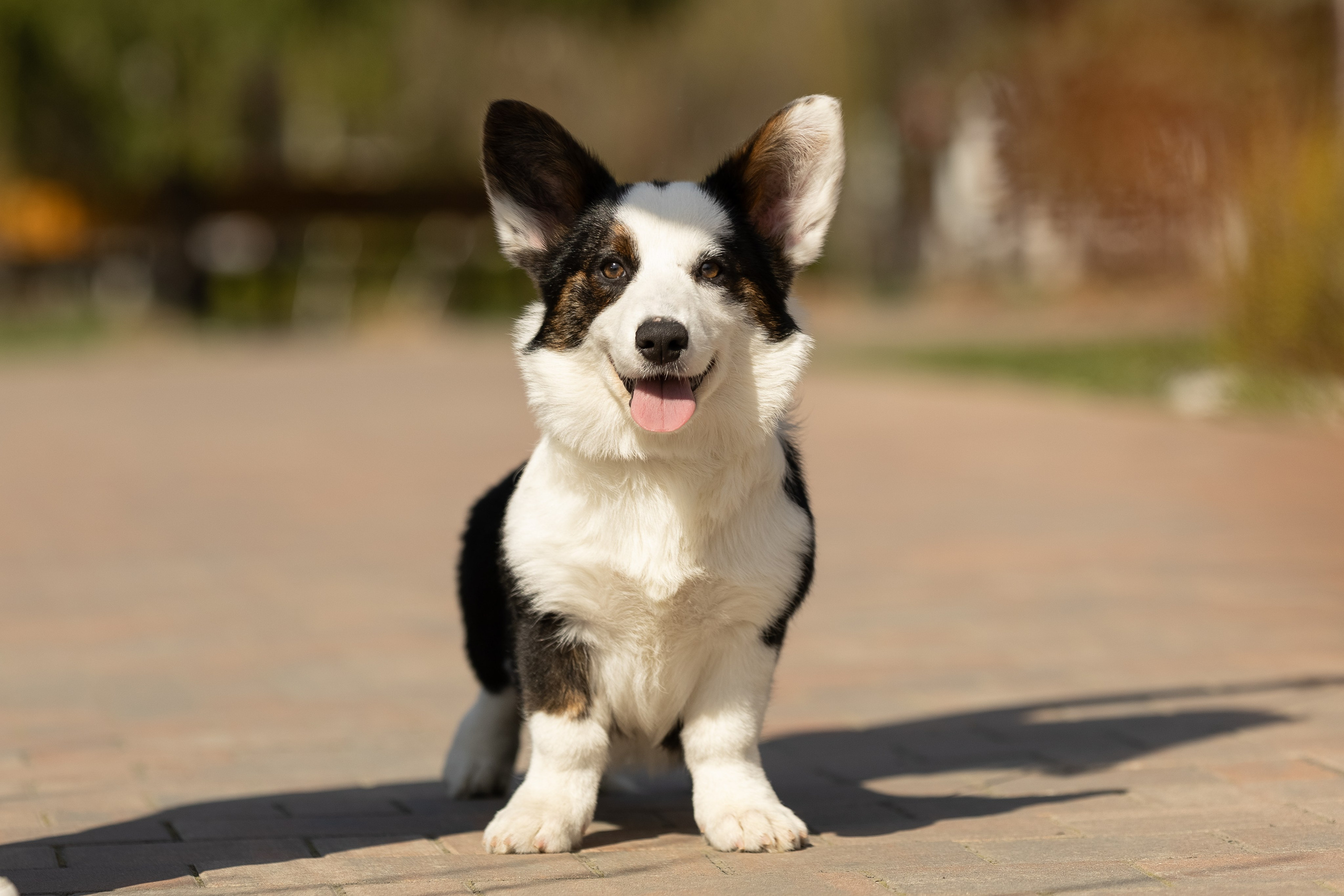 Купить щенка вельш корги кардиган из питомника Ice Fantasy. Купить щенка Вельш-корги-кардиган в семейном питомнике — Ice Fantasy