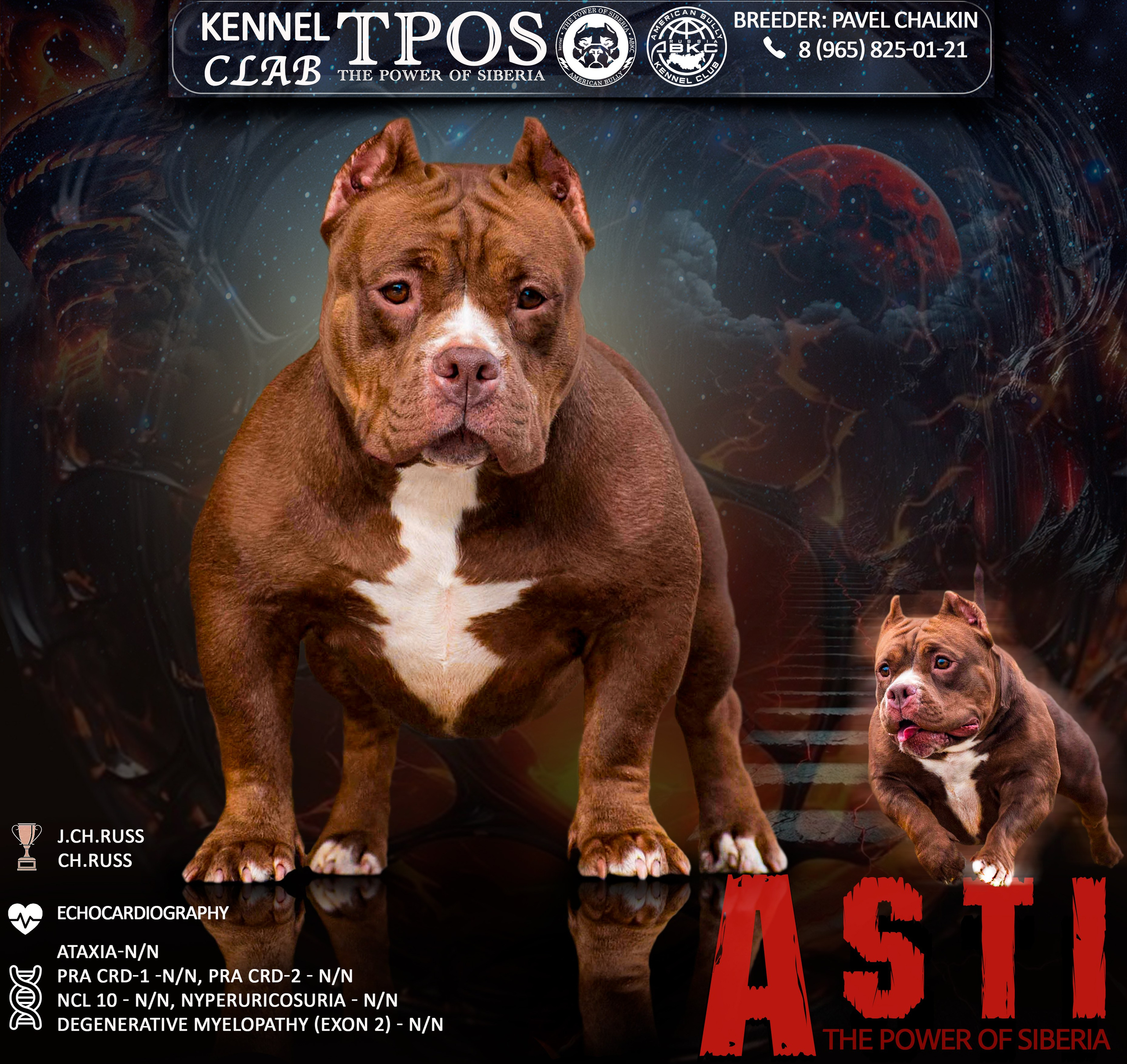 Американский Булли в г. Ростов-на-Дону. Питомник THE POWER OF SIBERIA