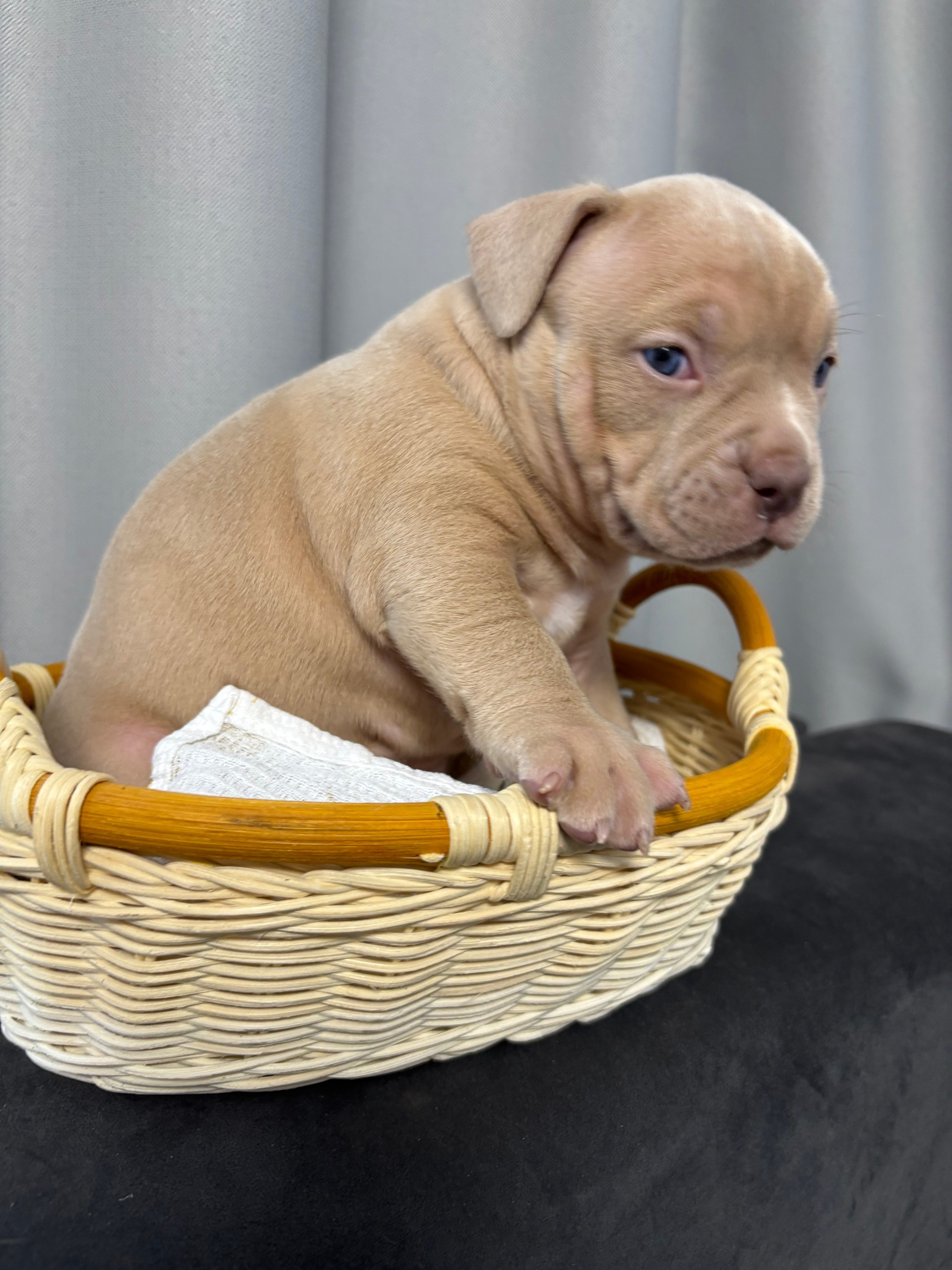 Помет Рич и Дося 04.02.25. Американский Булли в г. Ростов-на-Дону. Питомник THE POWER OF SIBERIA