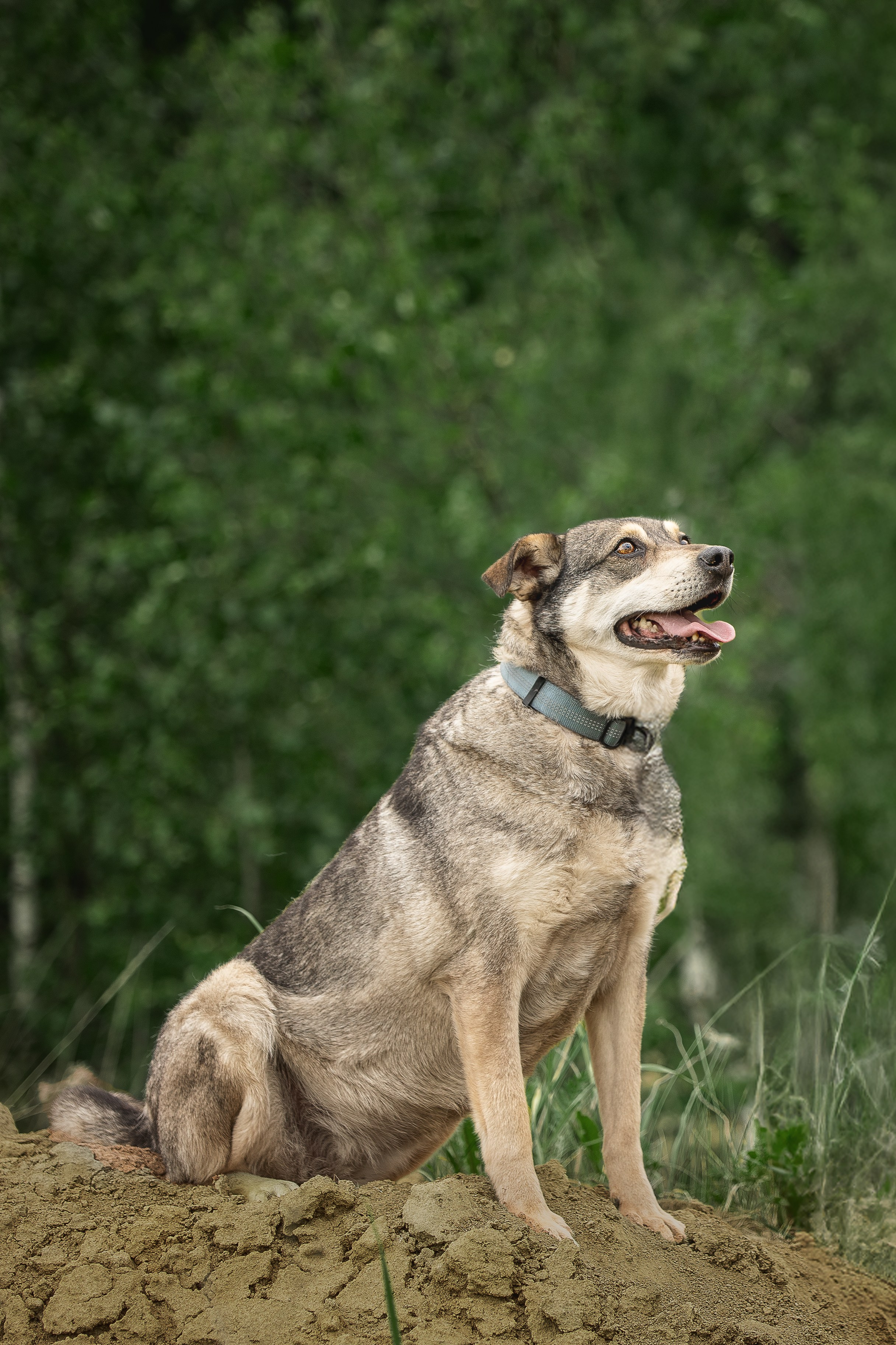 ИЩУТ ДОМ. Фотограф-анималист в Москве и Подмосковье
