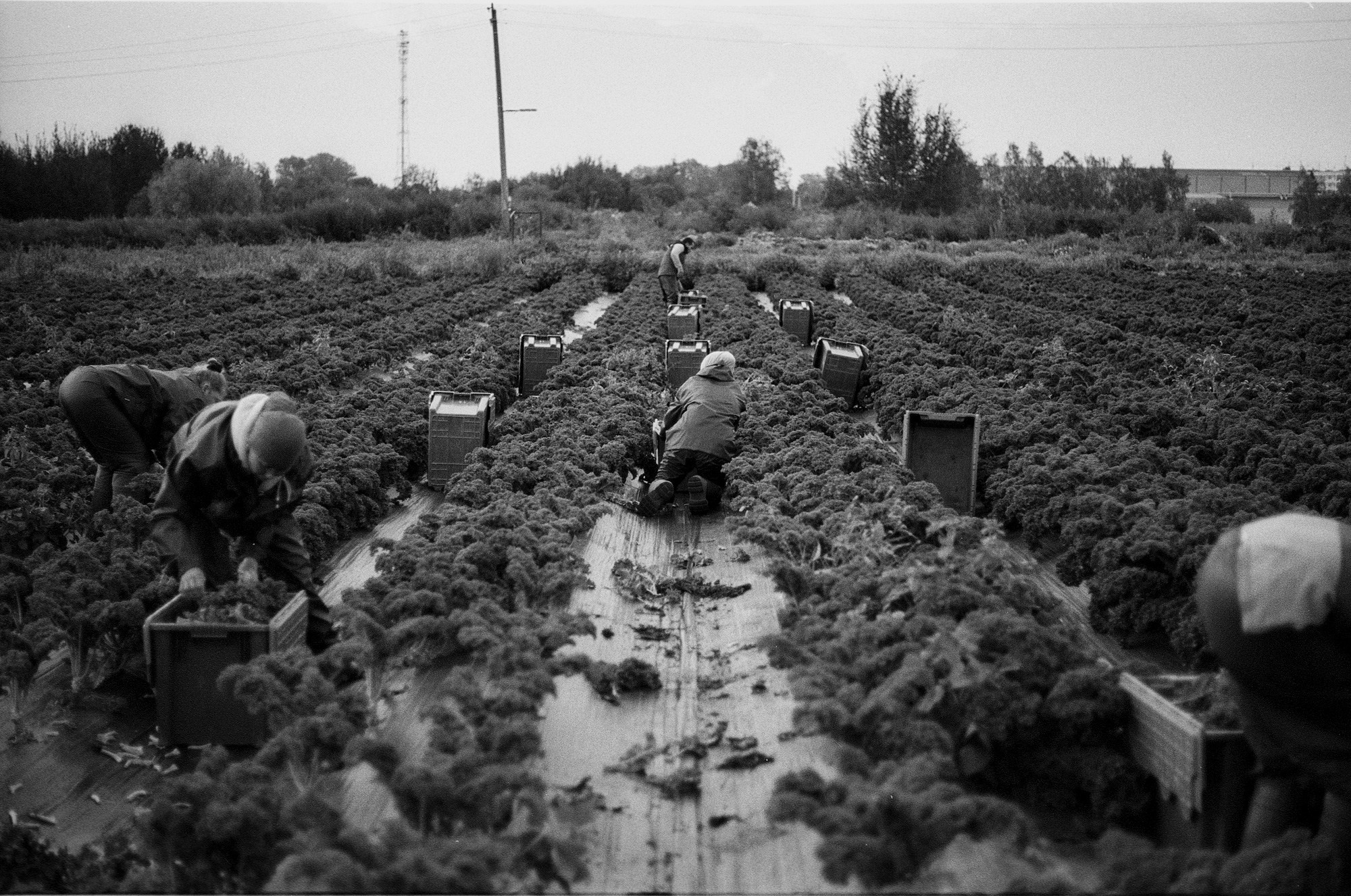 SuperFoodFarm. The history of the farm. Another person Pavel Potseluev. A photographer in 2025