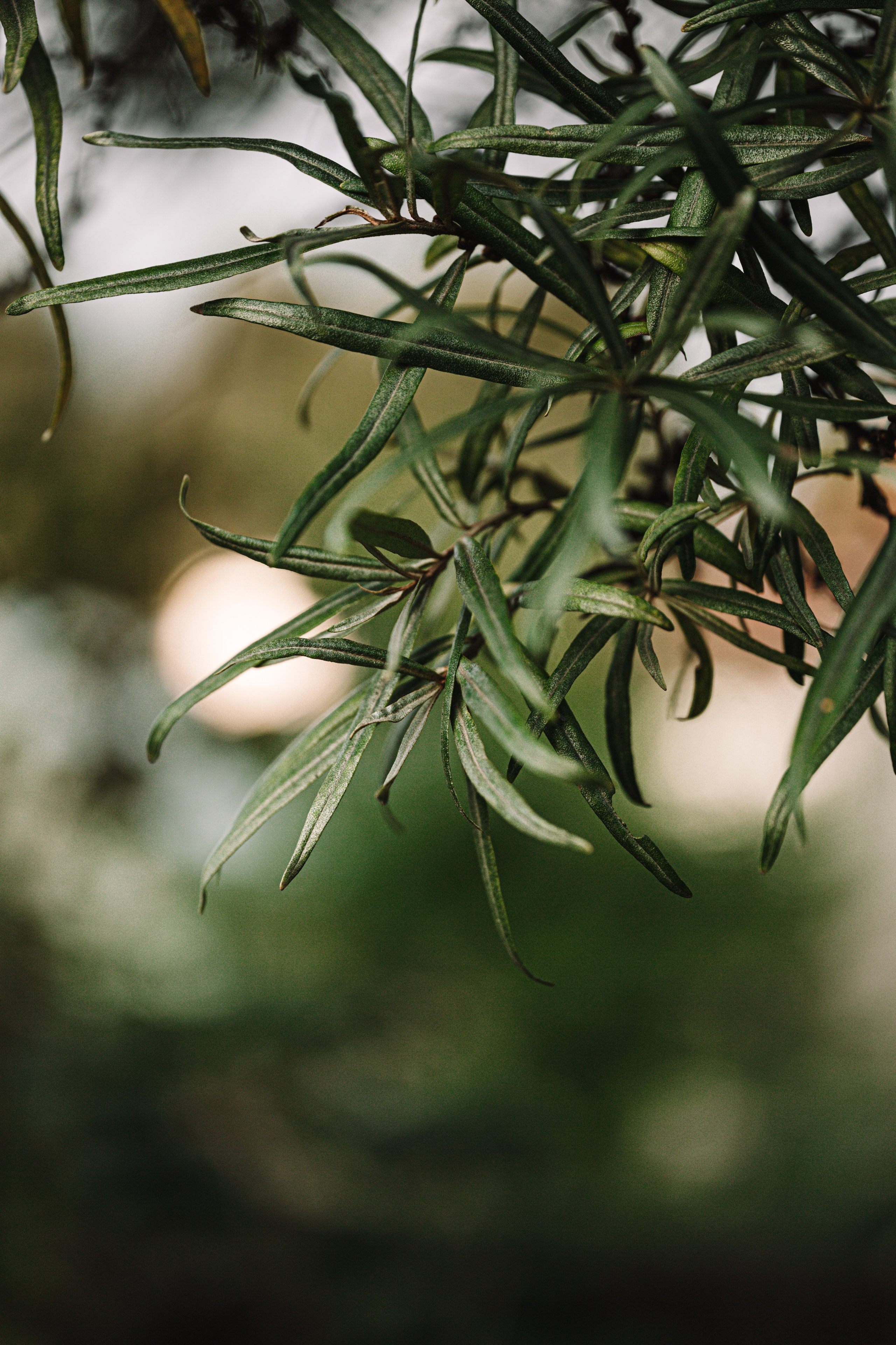 Green. Фотограф Олеся Кавлакан