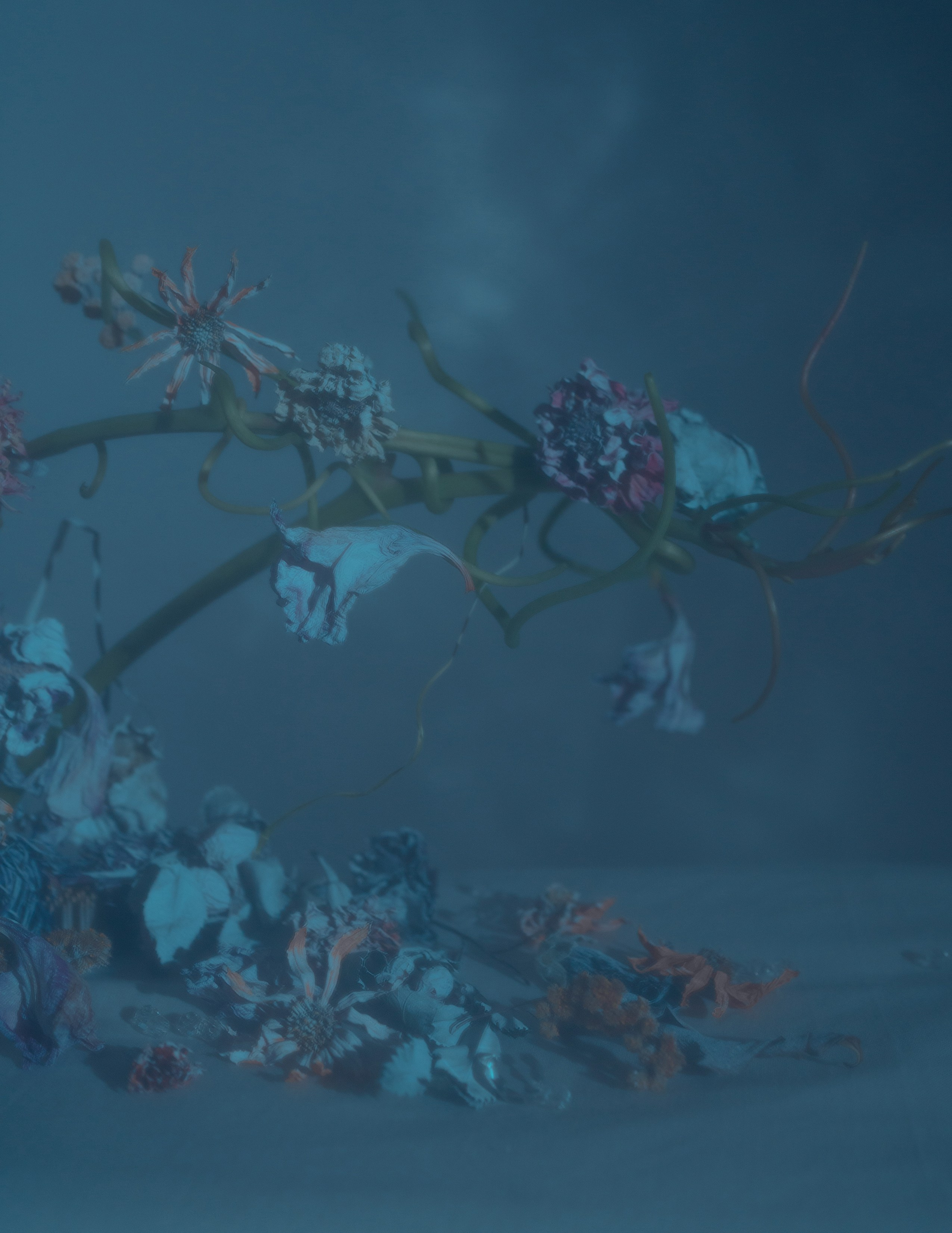 Amor Seco. Художественная фотография в Санкт-Петербурге Алина Берёзкина