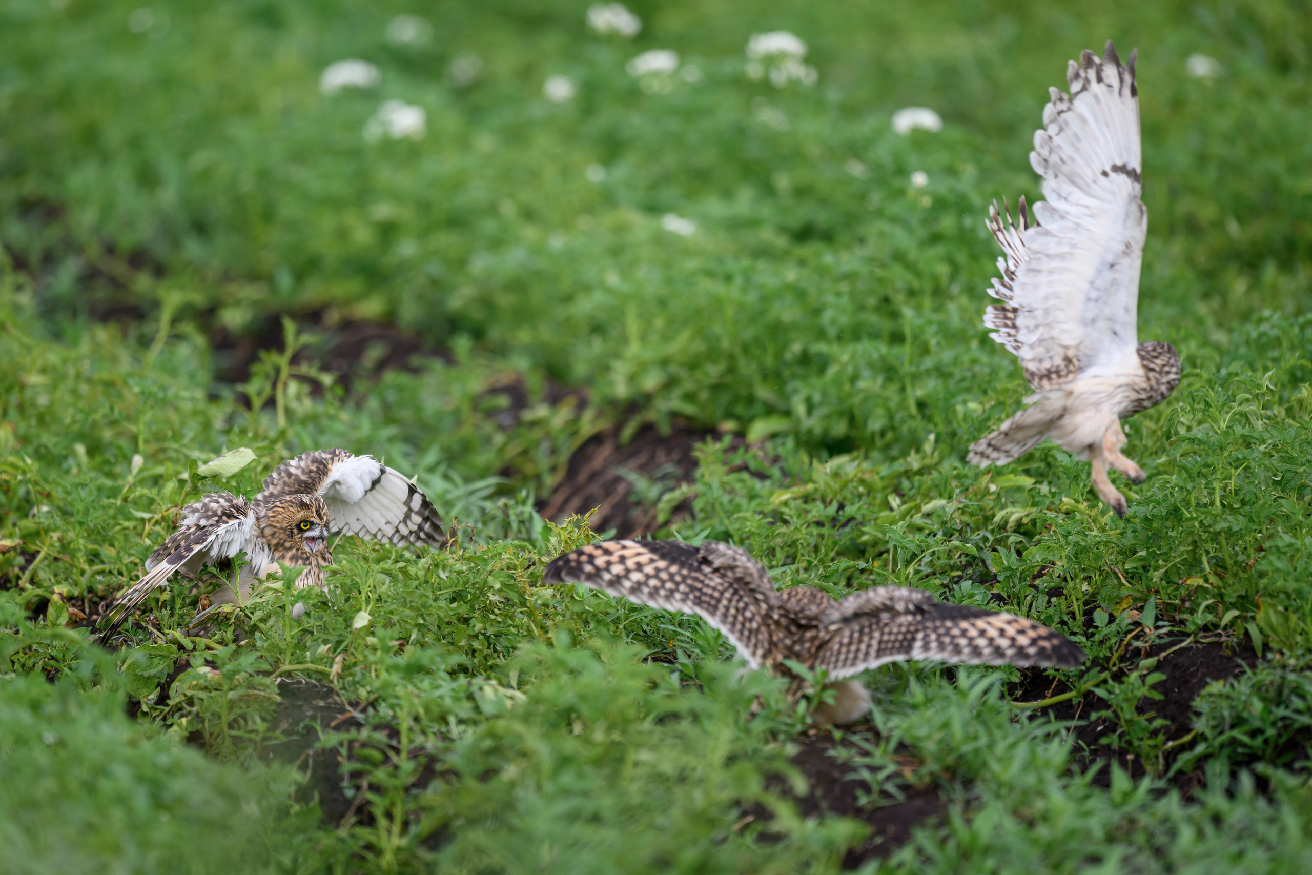 Совята учатся летать. Owlets learn to fly. Фотограф Сергей Пупонин