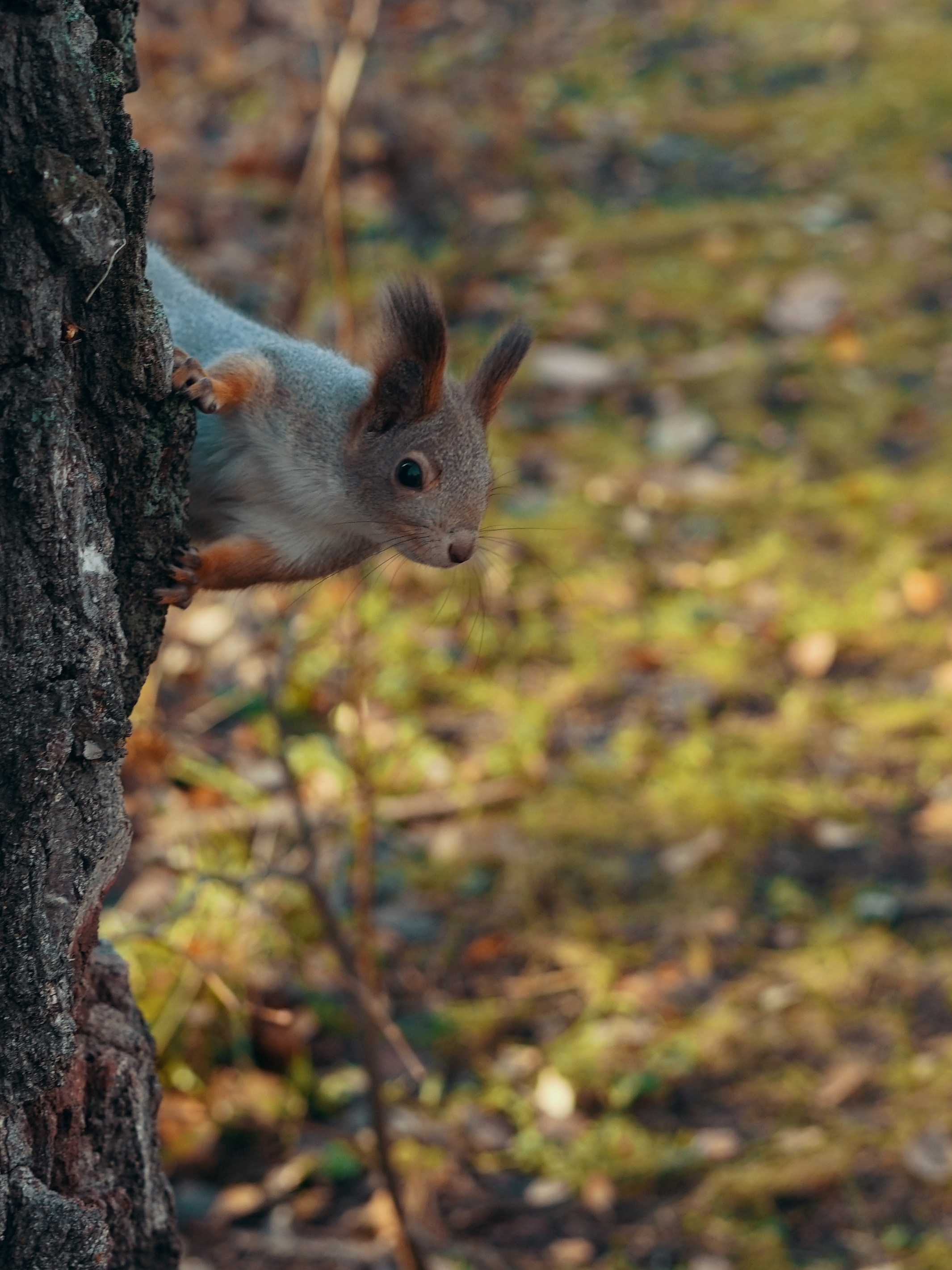 Фотосессия для белок в Экопарке