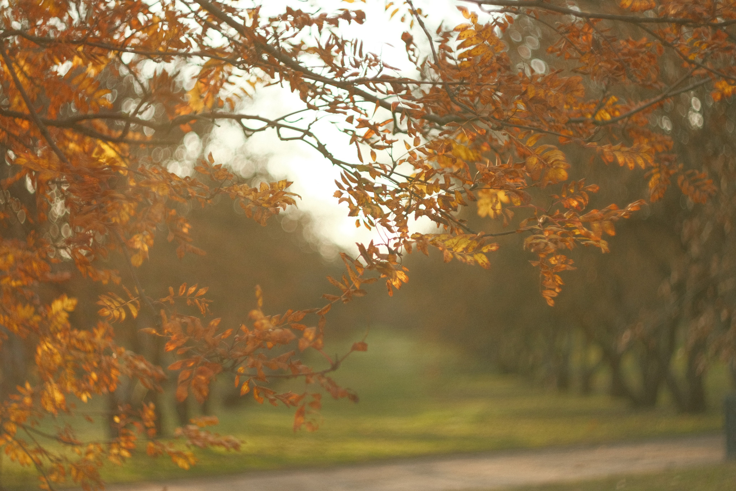 Коломенское, осень, объектив Гелиос 77м4. Фотограф в Москве Максим Скоробогатов