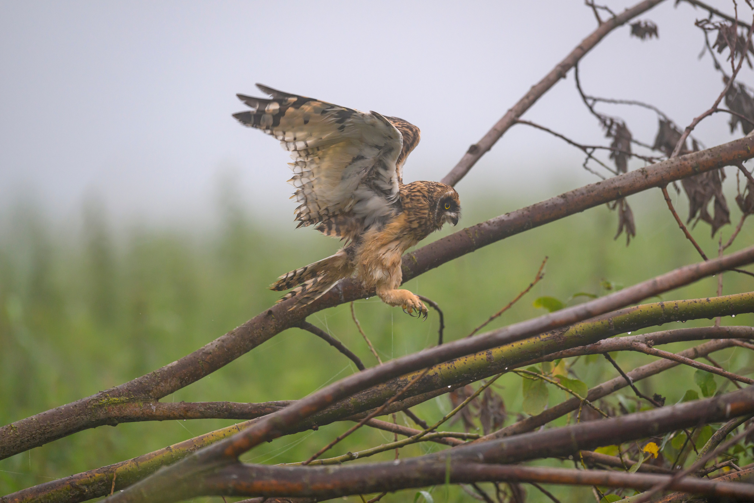 Утро с совятами. Morning with Owlets. Фотограф Сергей Пупонин