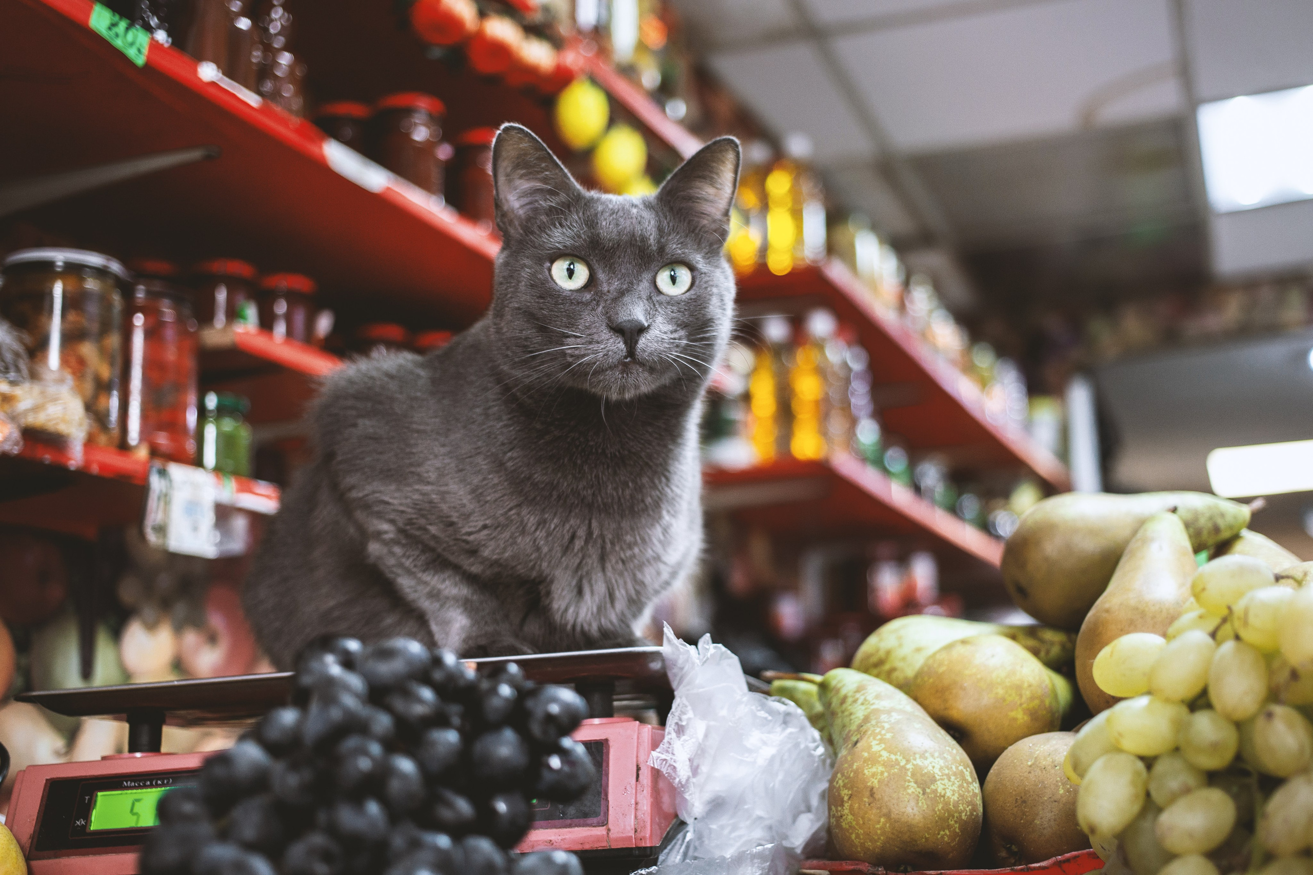 Улицы Люди на улицах Природа Животные — фотограф Оля Волчкова