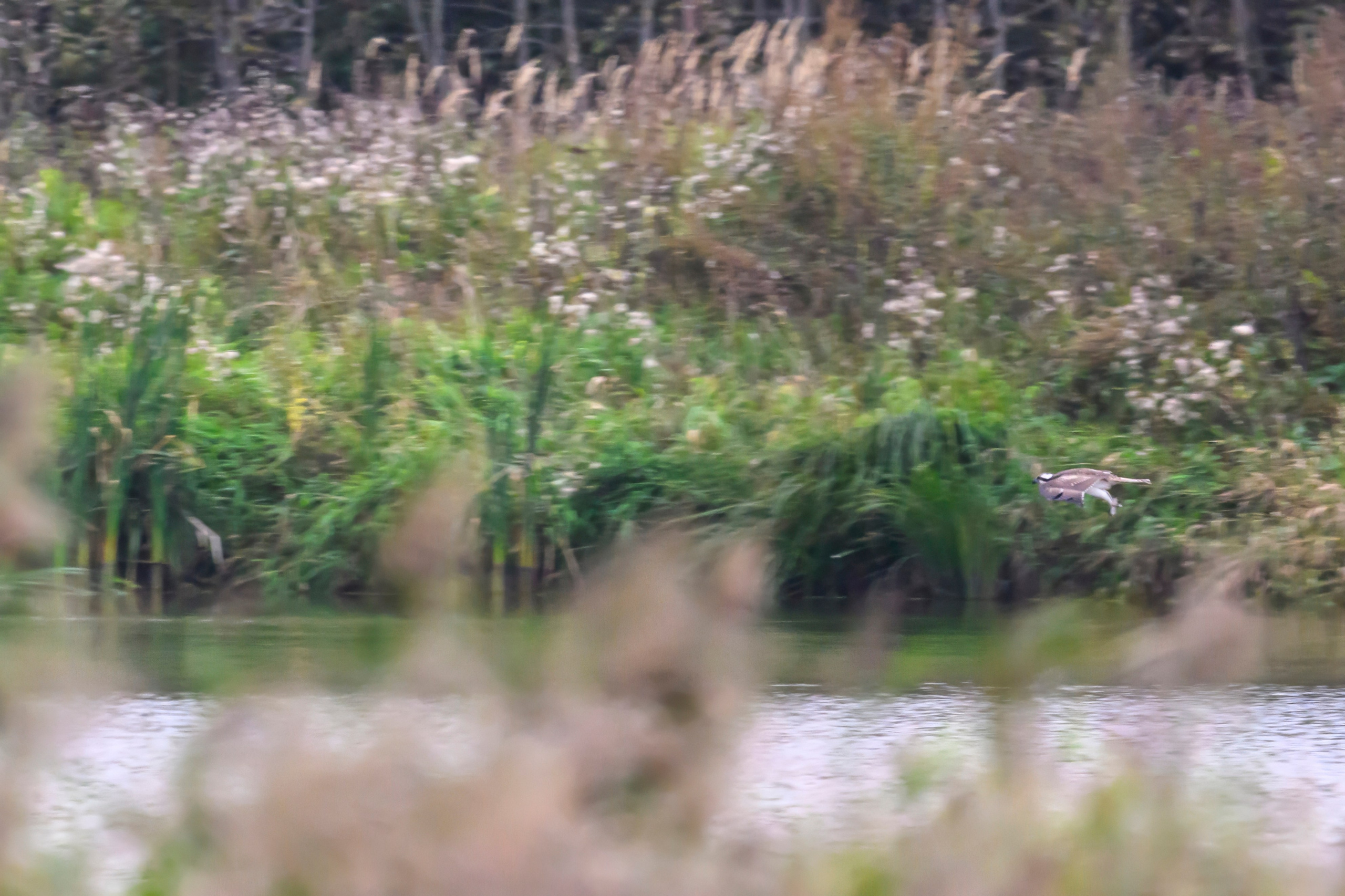 Охота скопы. The hunt of the Osprey. Фотограф Сергей Пупонин