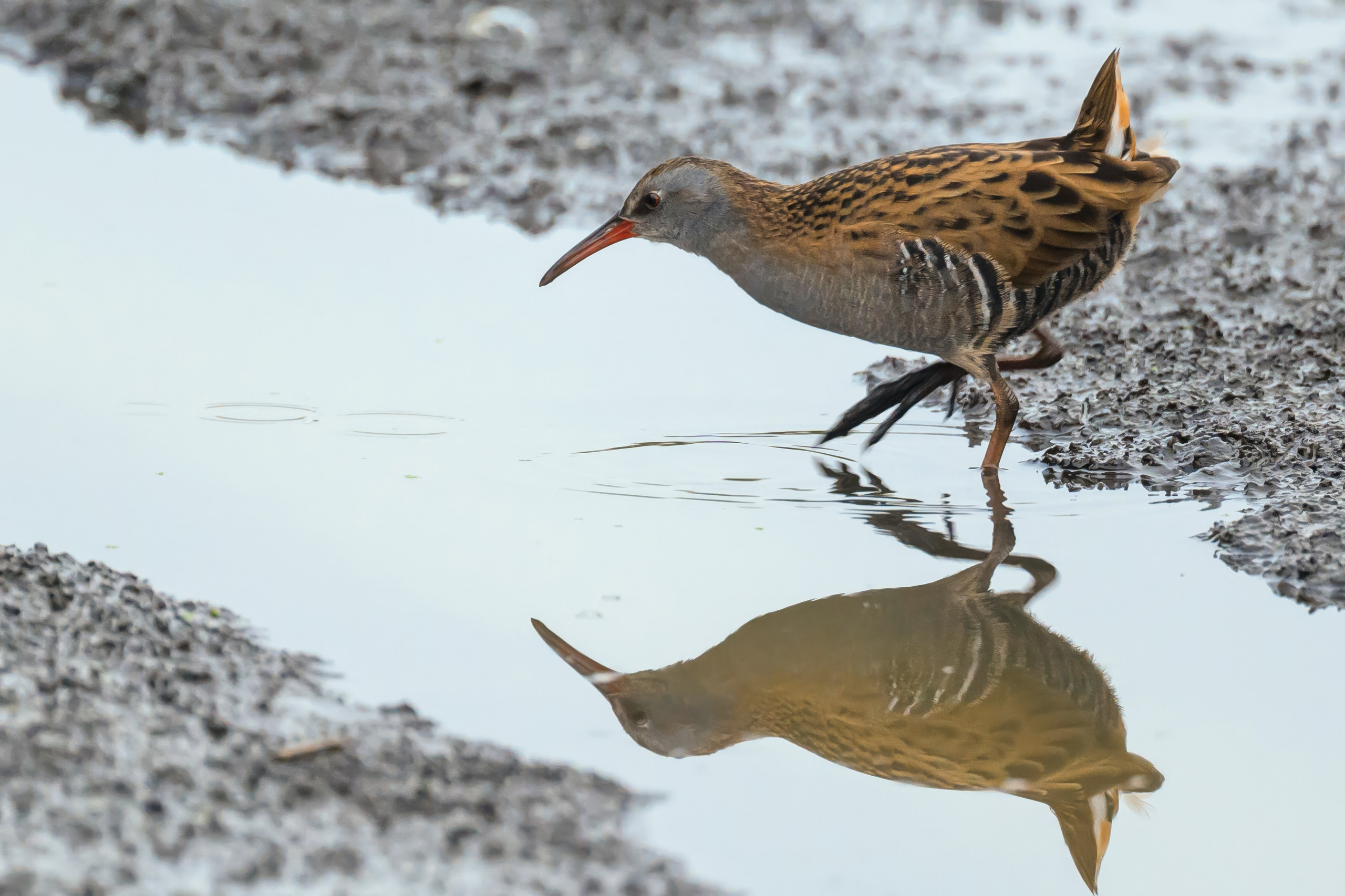 Водяной пастушок и кормовой стог ондатры. Wildlife photography by Sergey Puponin