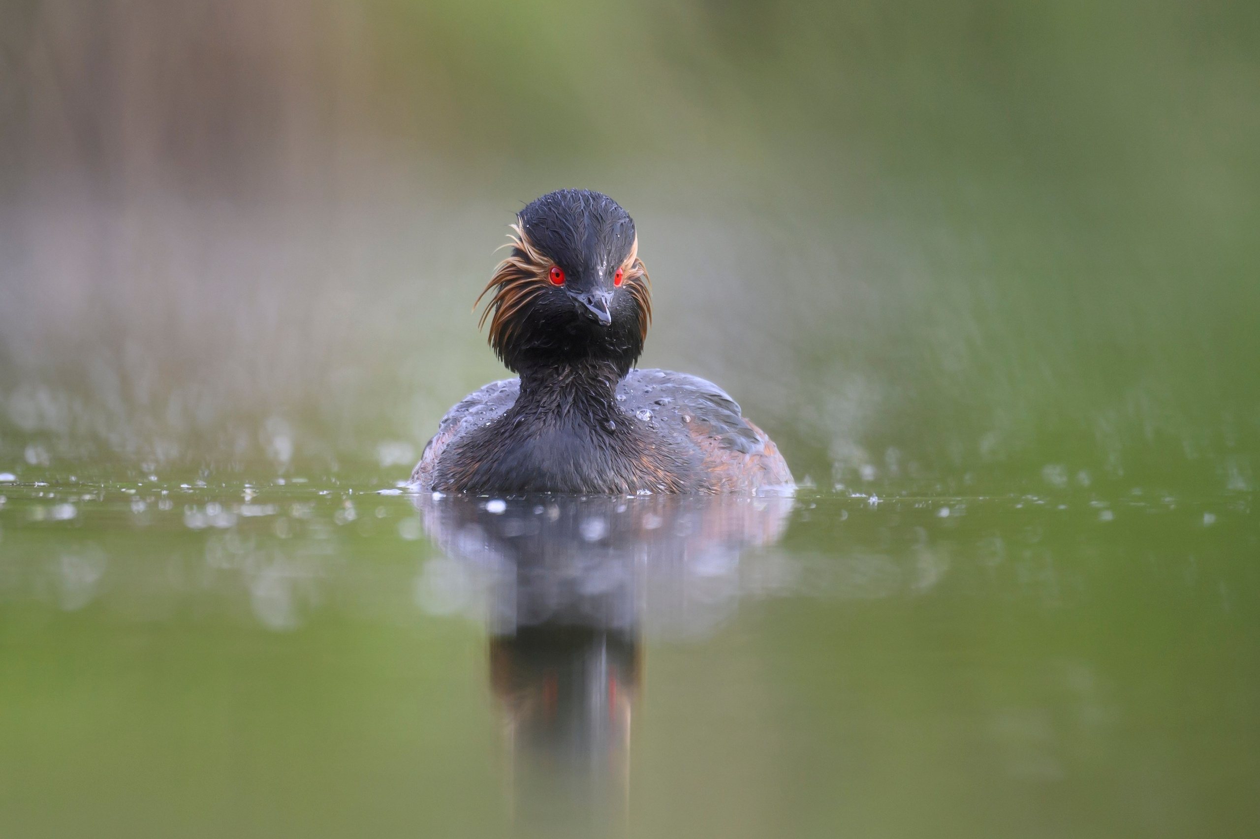 Мягкий свет. Фотограф Сергей Пупонин