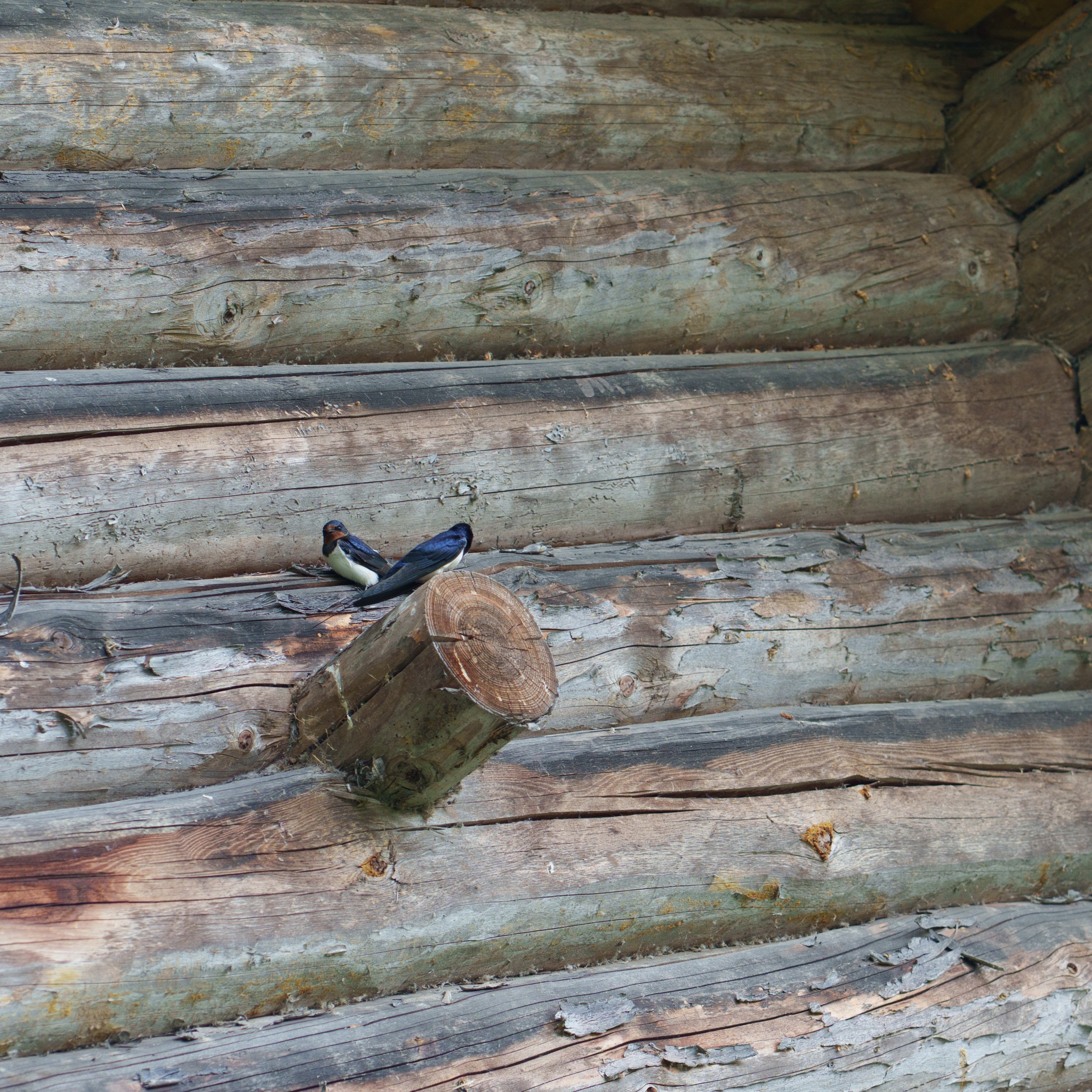 Swallows at the mill