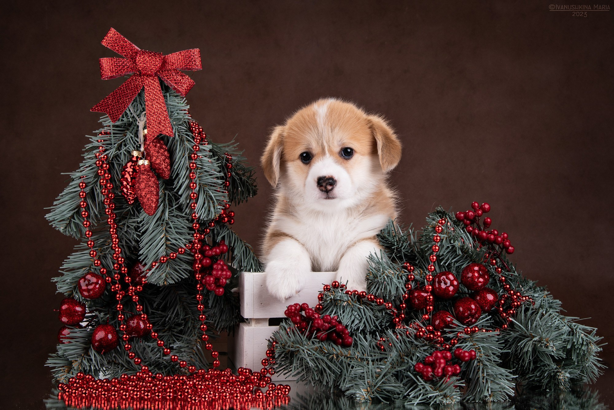 новогодняя фотосессия щенка корги