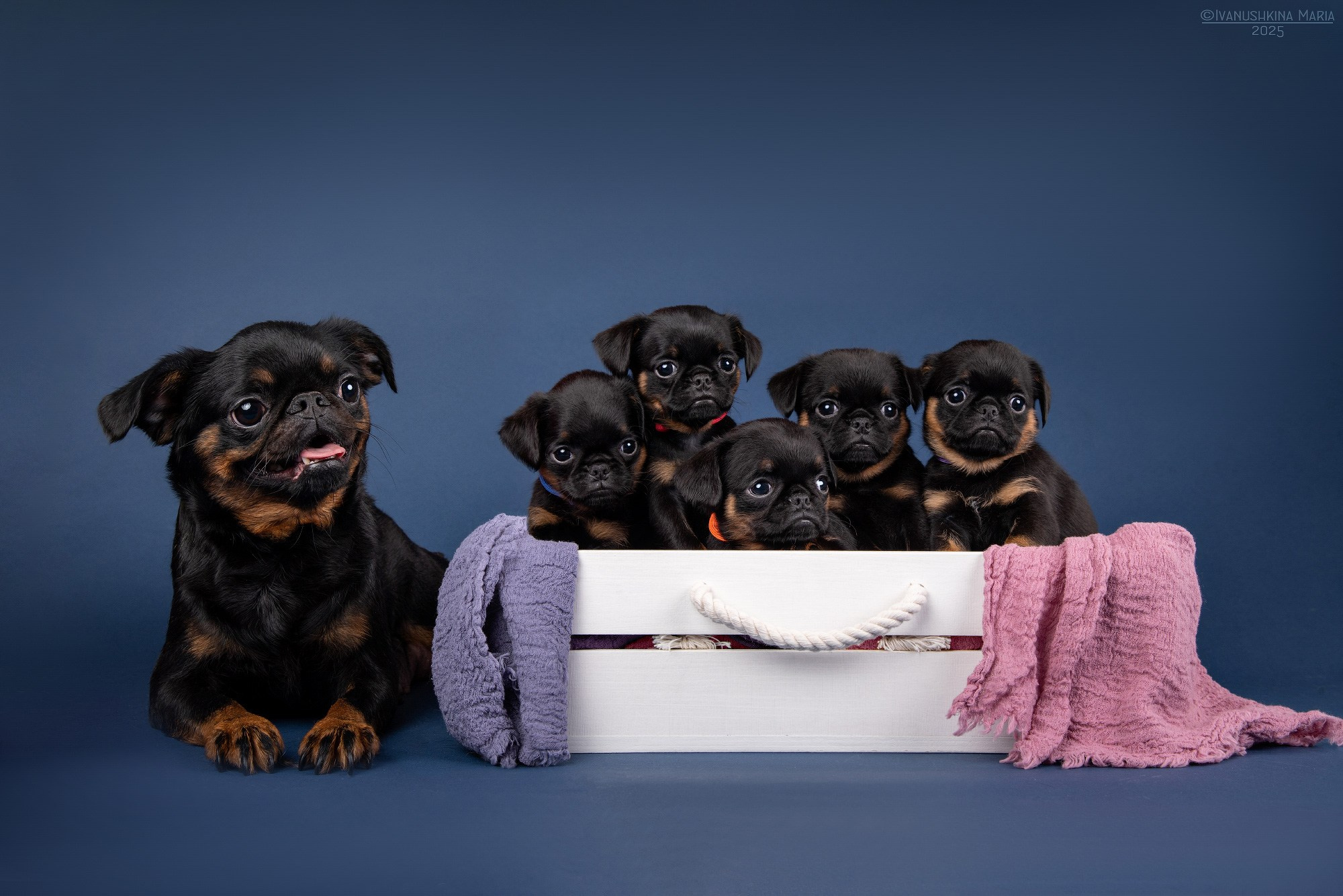 Фотосессия щенков на фонах. Фотограф собак в Москве и Московской области Иванушкина Мария