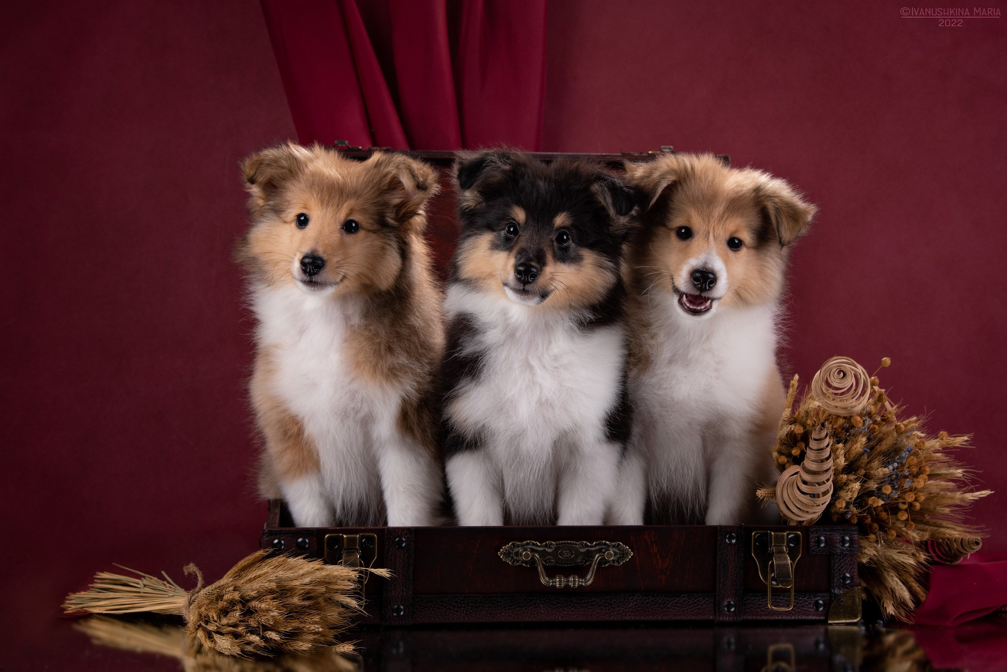 щенки шелти