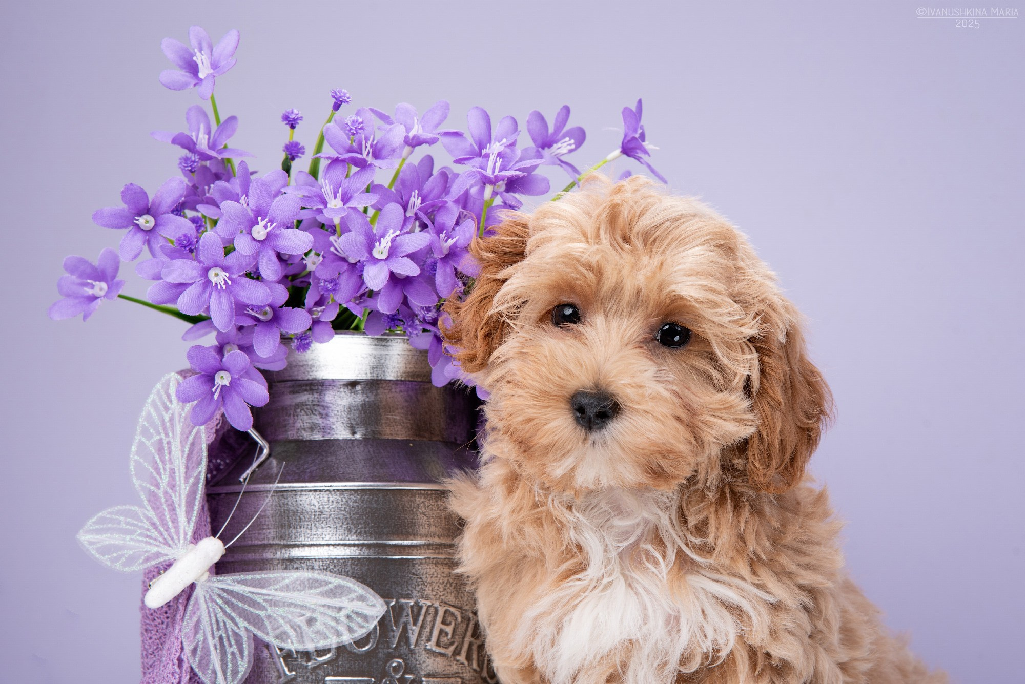 Фотосессия щенков на фонах. Фотограф собак в Москве и Московской области Иванушкина Мария