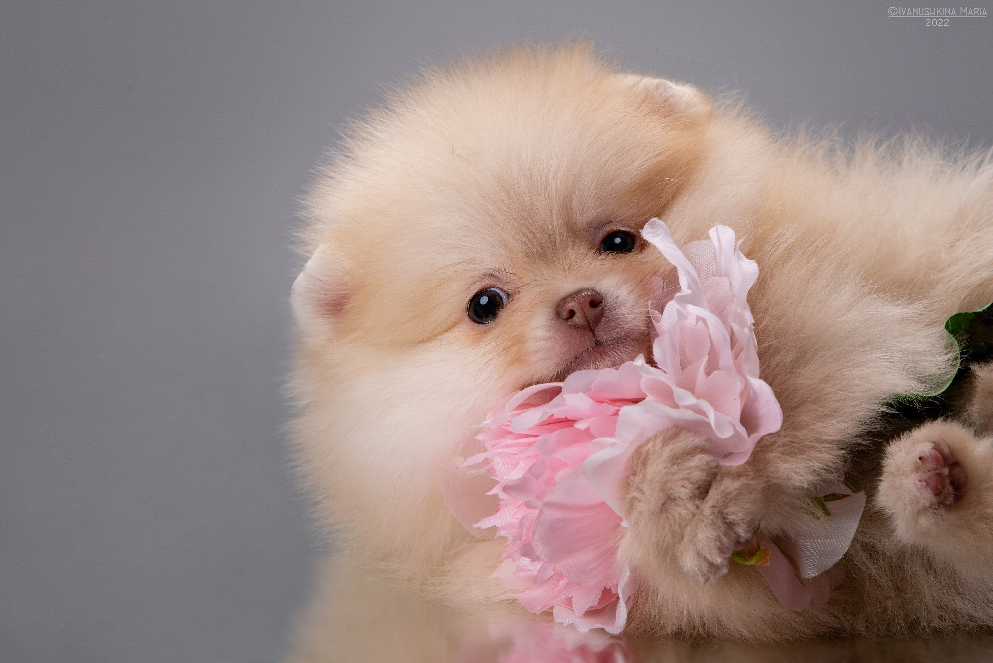 Фотосессия щенков на фонах. Фотограф собак в Москве и Московской области Иванушкина Мария