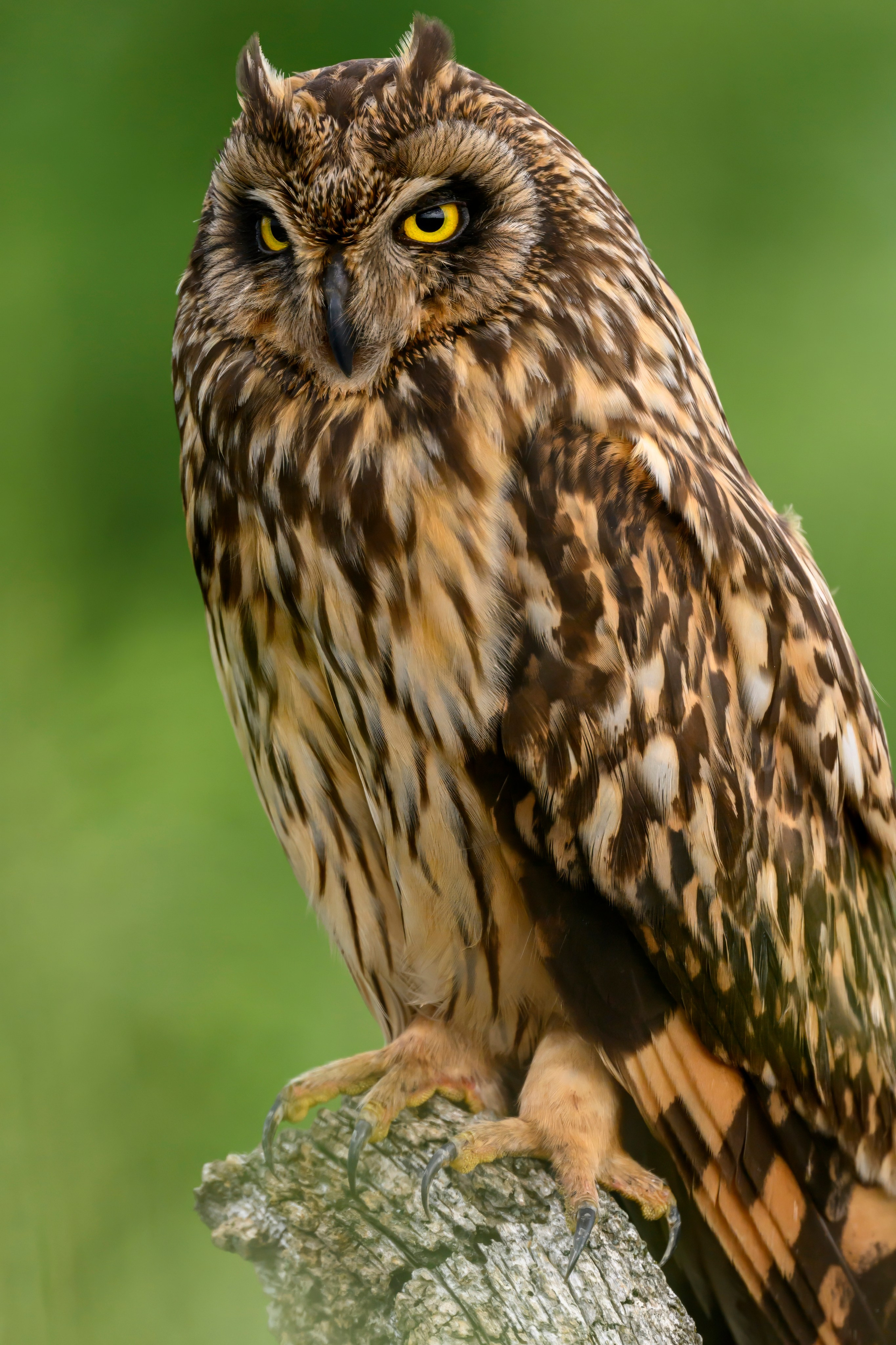 Цапли и совы. Herons and Owls. Wildlife photography by Sergey Puponin