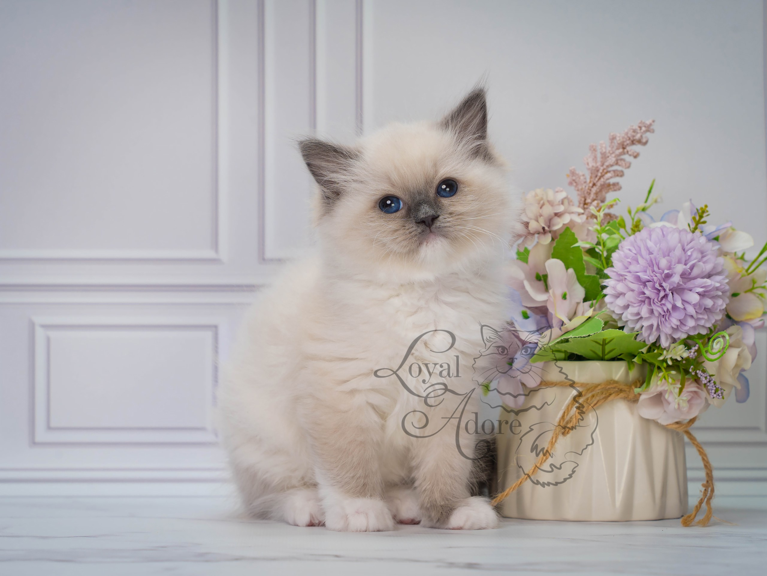 Котята рэгдолл от Loyal Adore. Питомник рэгдолл Loyal Adore