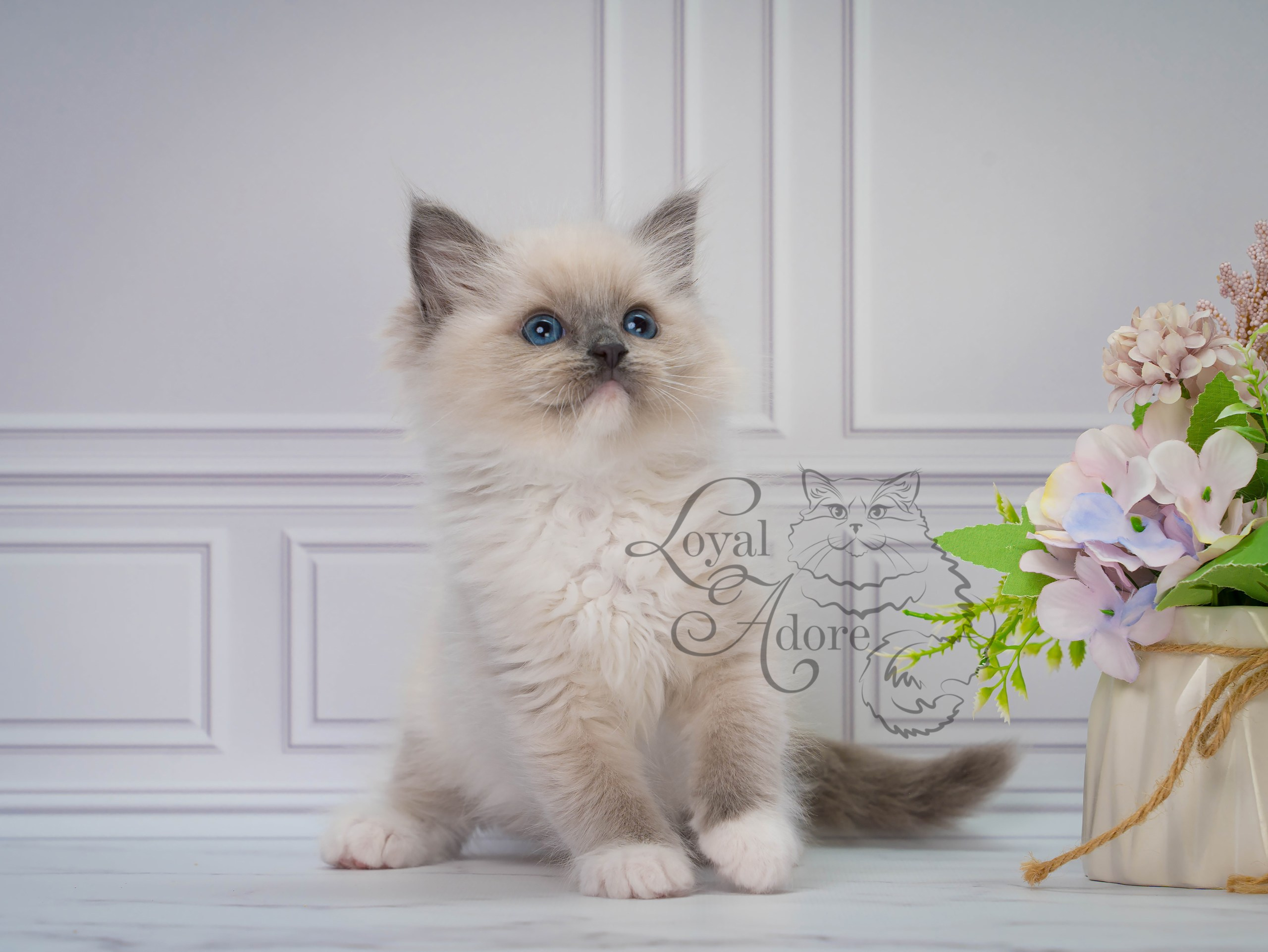 Все свободные котята. Питомник рэгдолл Loyal Adore