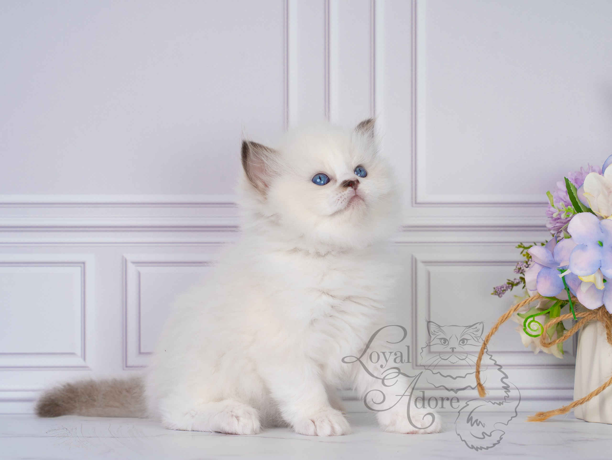 Котята рэгдолл от Loyal Adore. Питомник рэгдолл Loyal Adore