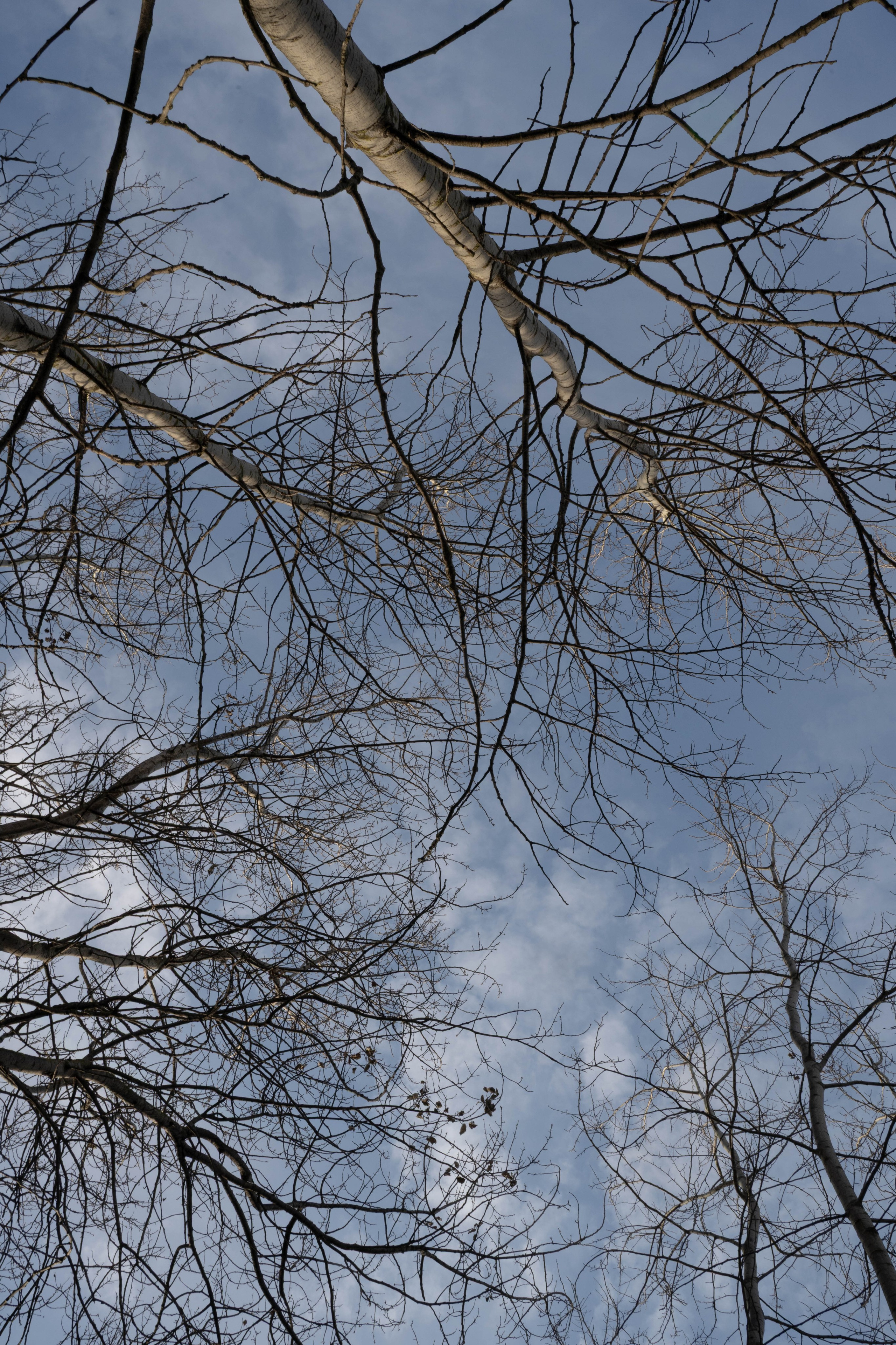 It was quietly sunny in shchukino. Shyjungle's Portfolio