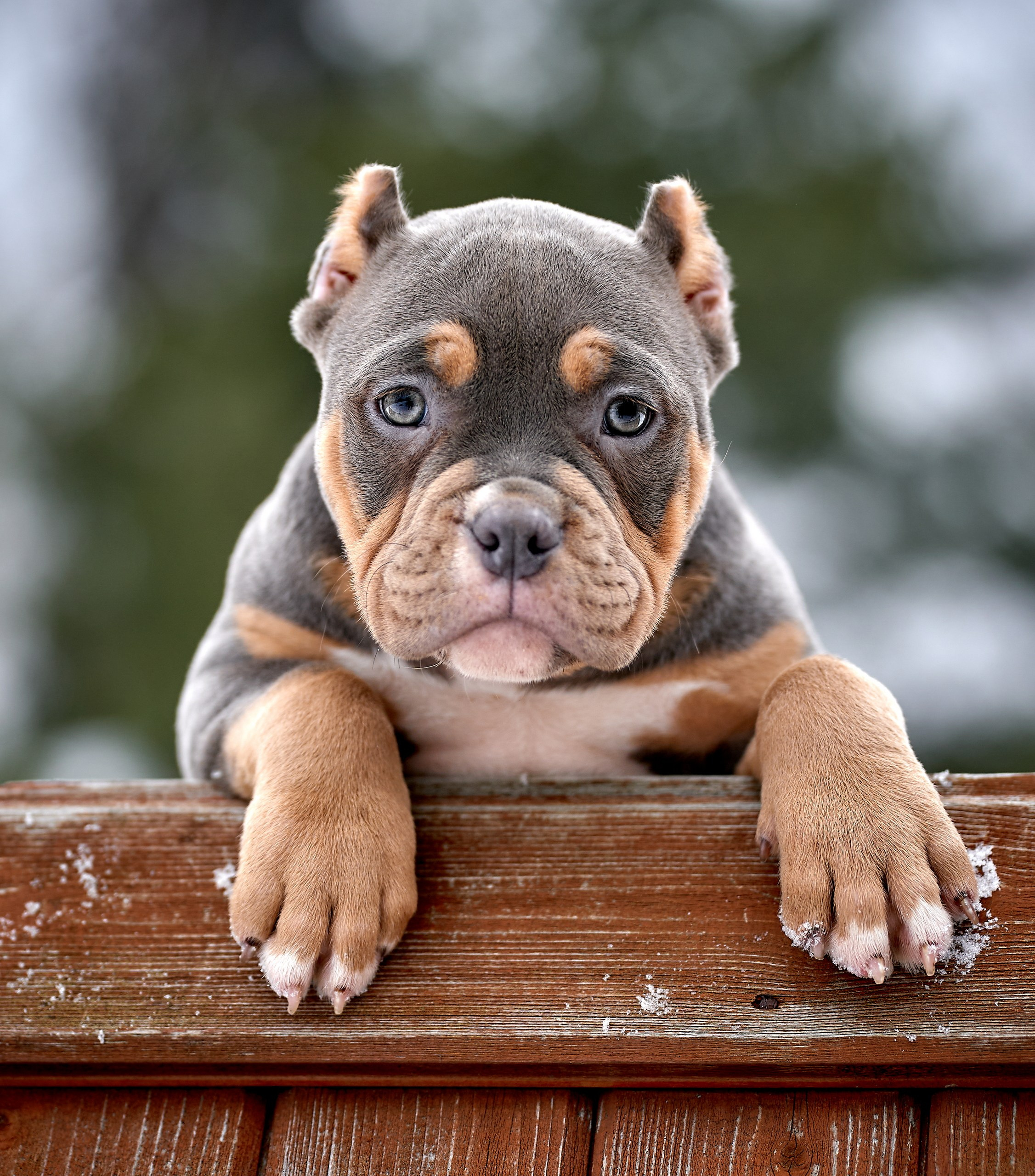 щенки на прогулке зимой