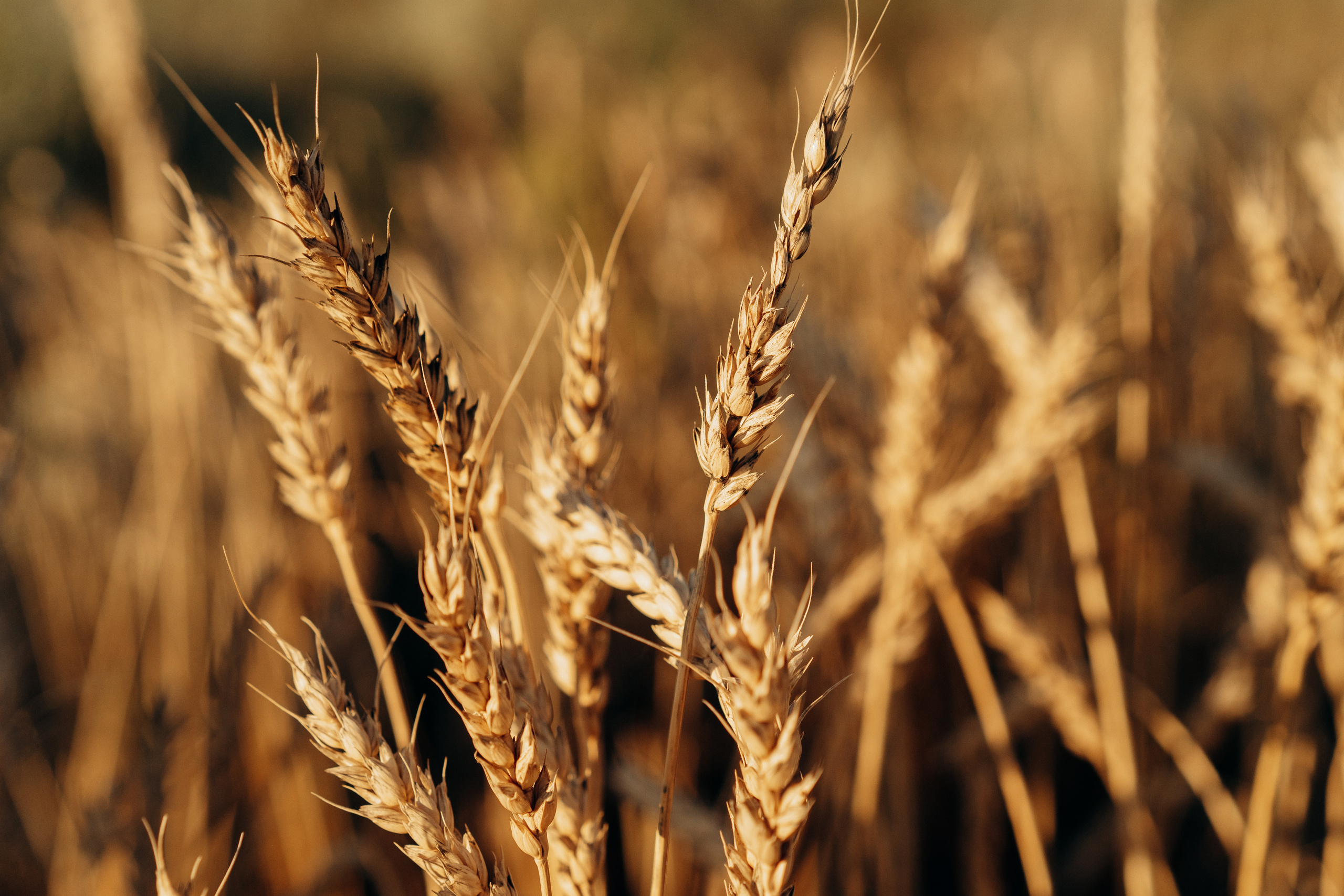 Семья Назаровых. Свадебный и семейный фотограф в Абакане Василевский Алексей