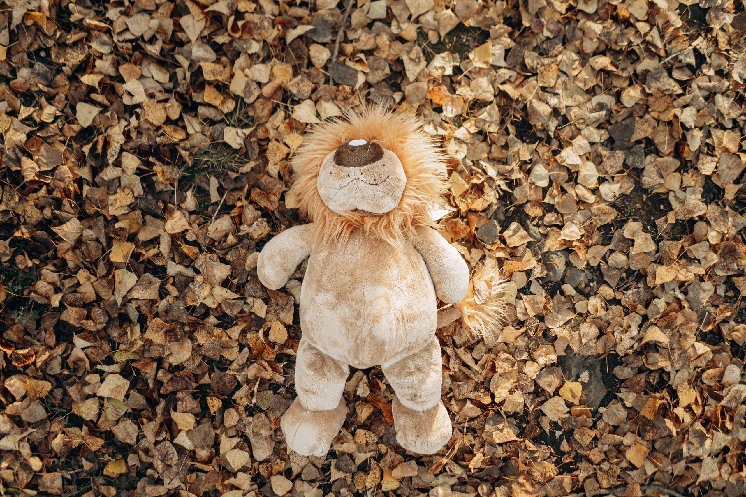 Семья Назаровых. Свадебный и семейный фотограф в Абакане Василевский Алексей