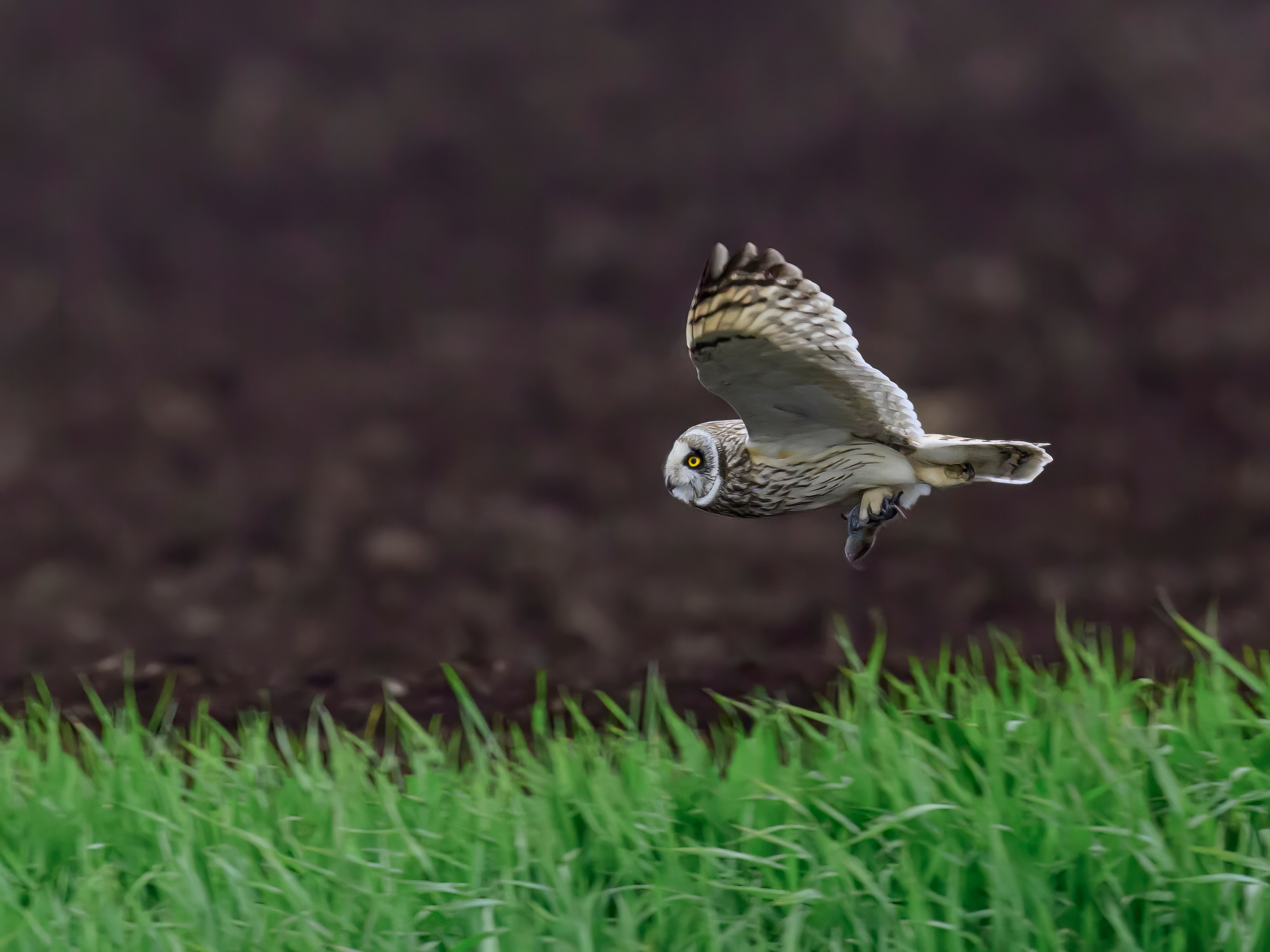 Охота совы и другая живность. Фотограф Сергей Пупонин