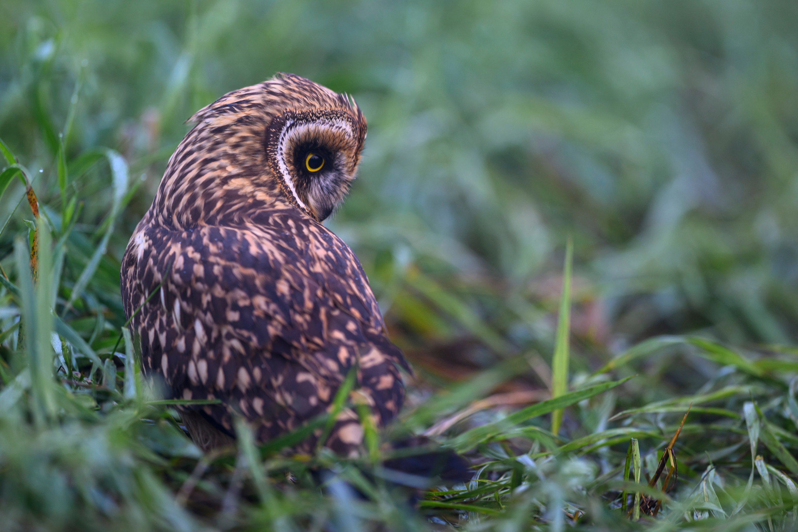 Храбрый совенок | Brave owlet. Фотограф Сергей Пупонин