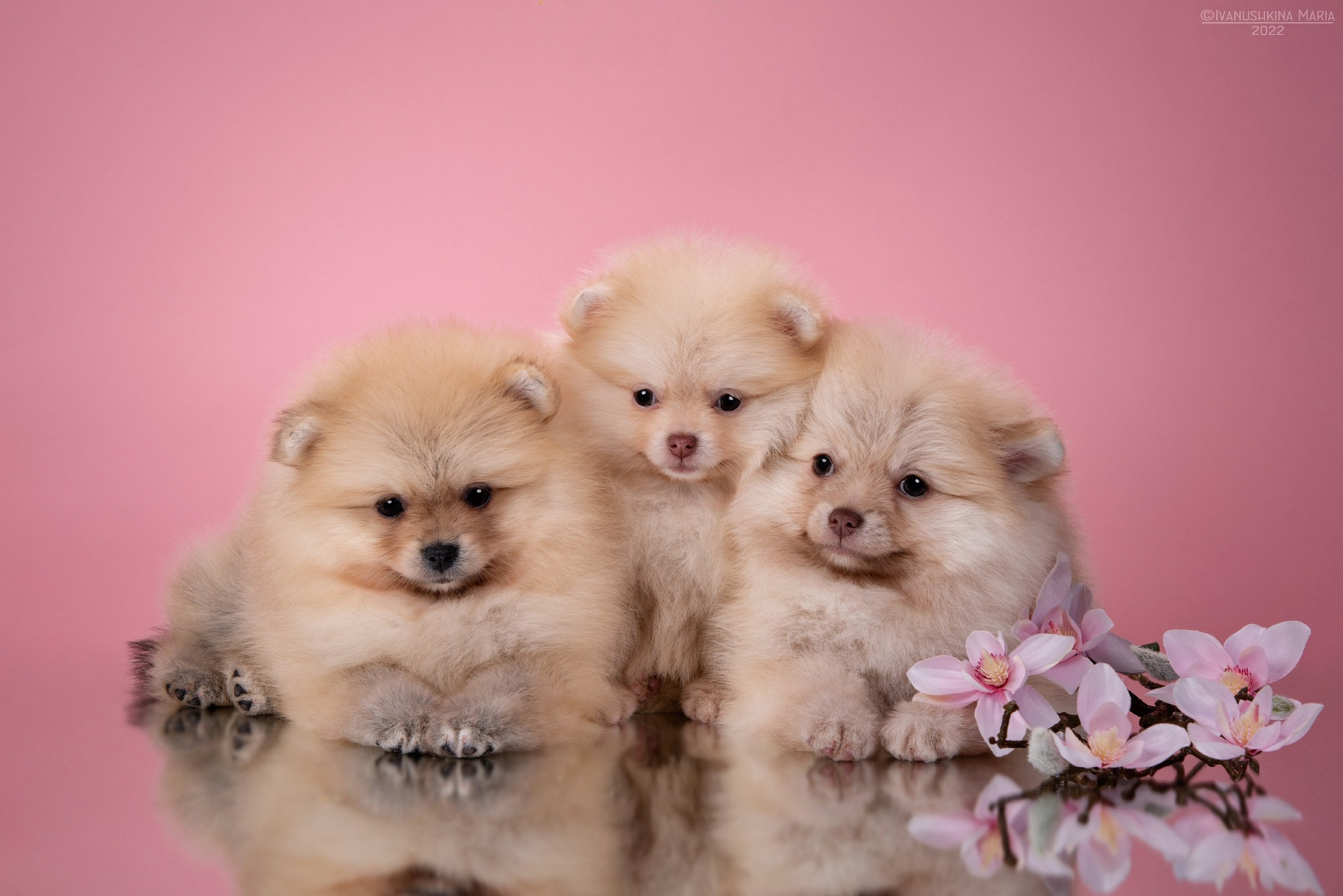 Фотосессия щенков на фонах. Фотограф собак в Москве и Московской области Иванушкина Мария