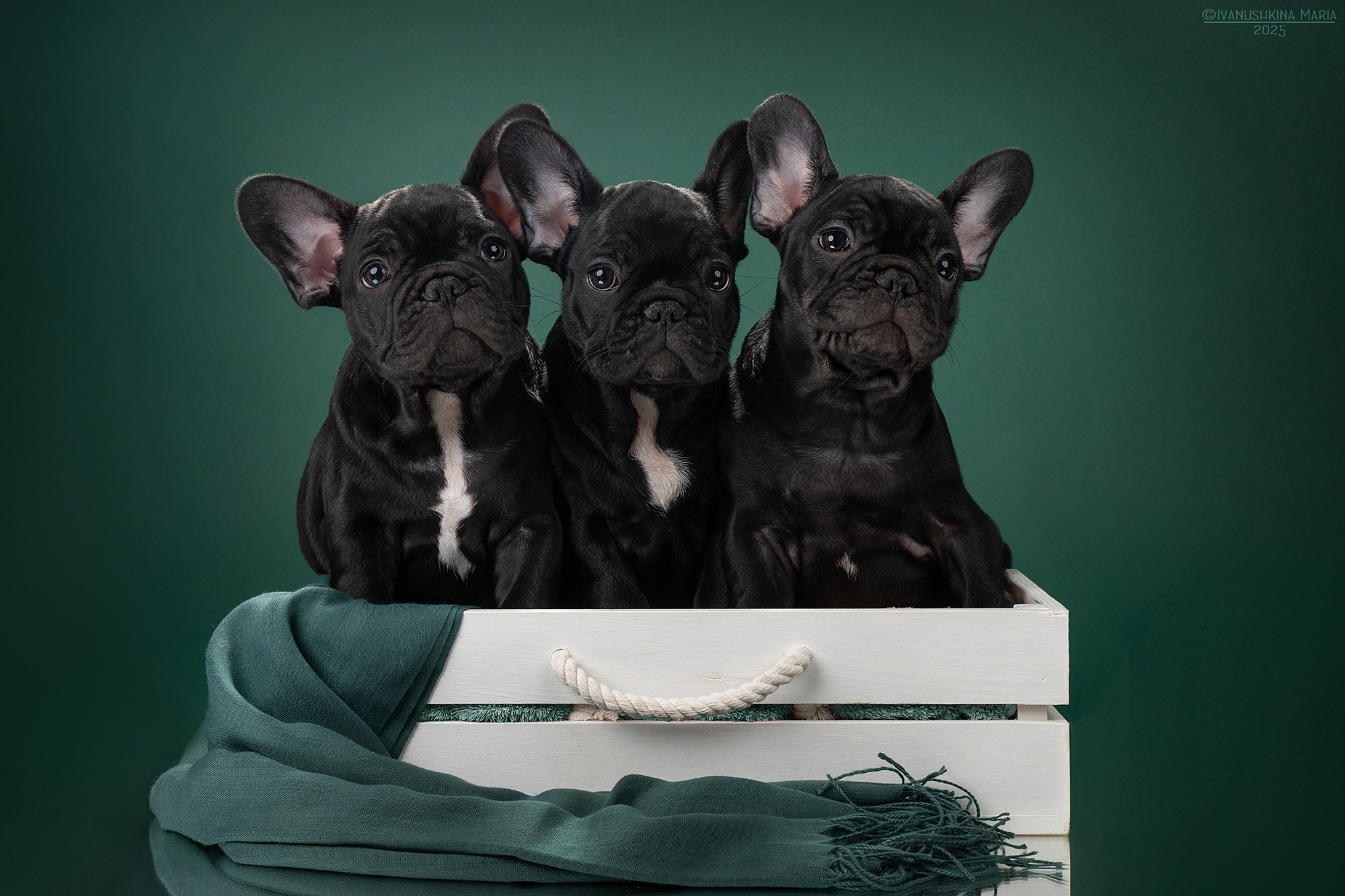 Фотосессия щенков на фонах. Фотограф собак в Москве и Московской области Иванушкина Мария
