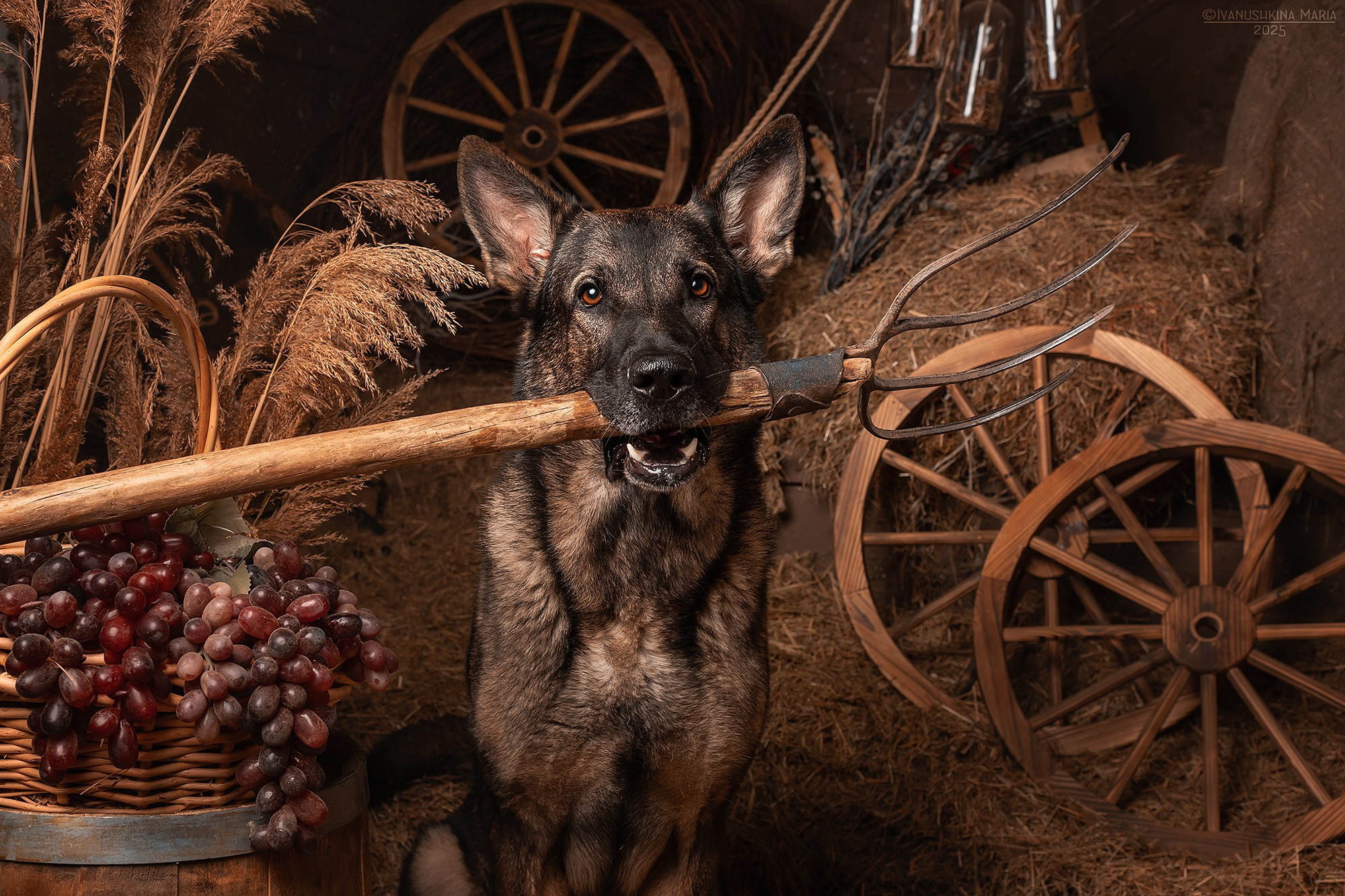 Съемки в интерьерных студиях. Фотограф собак в Москве и Московской области Иванушкина Мария