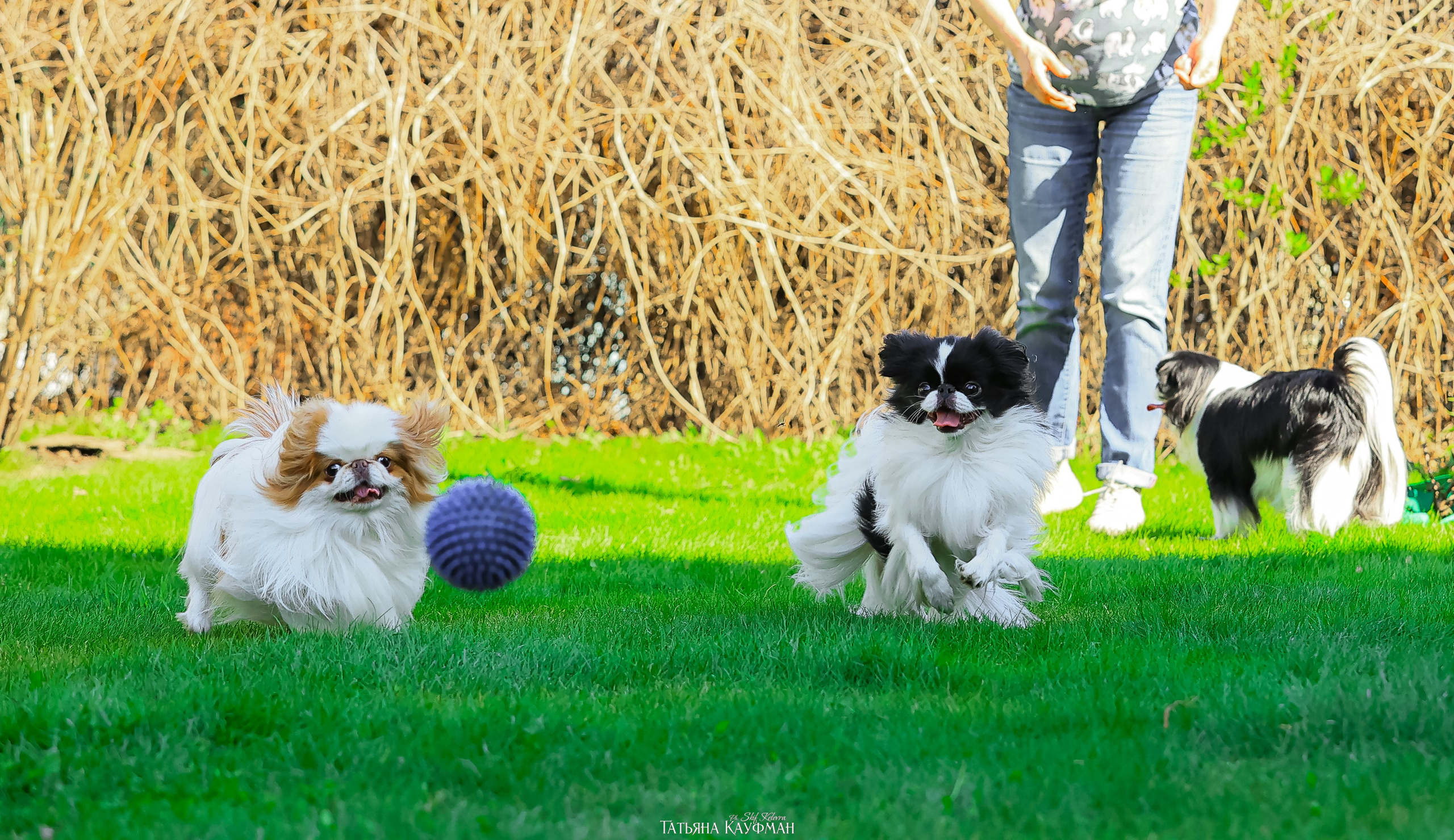 Японский хин, фотография японский хин, собака в цветах, красивая собака, фотограф анималист, фотокурс Анималистика, научиться фотографировать собак, фотограф Новосибирск