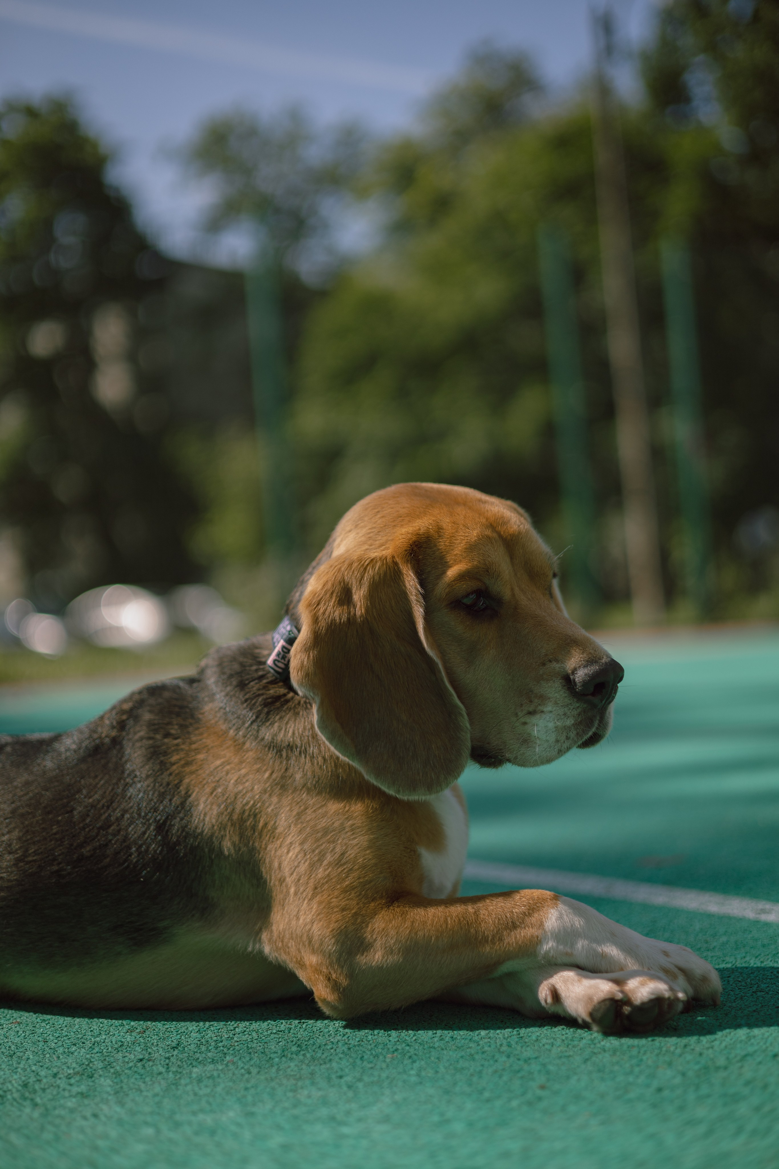 Катя и Оуджи. Фотограф — анималист •love-story•|Санкт-Петербург