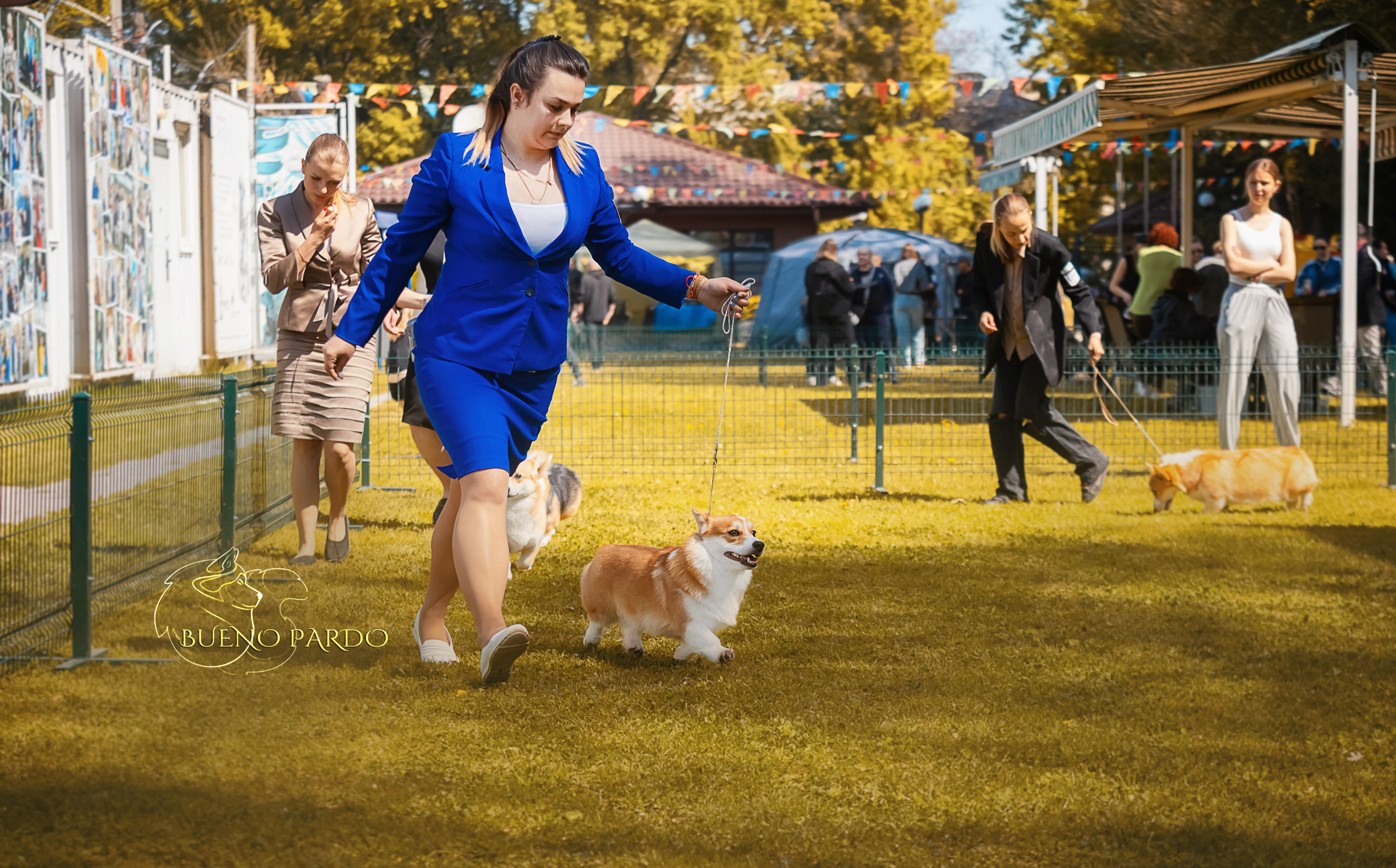 Собаки питомника Bueno Pardo. Питомник собак Акита, Хаски, Корги