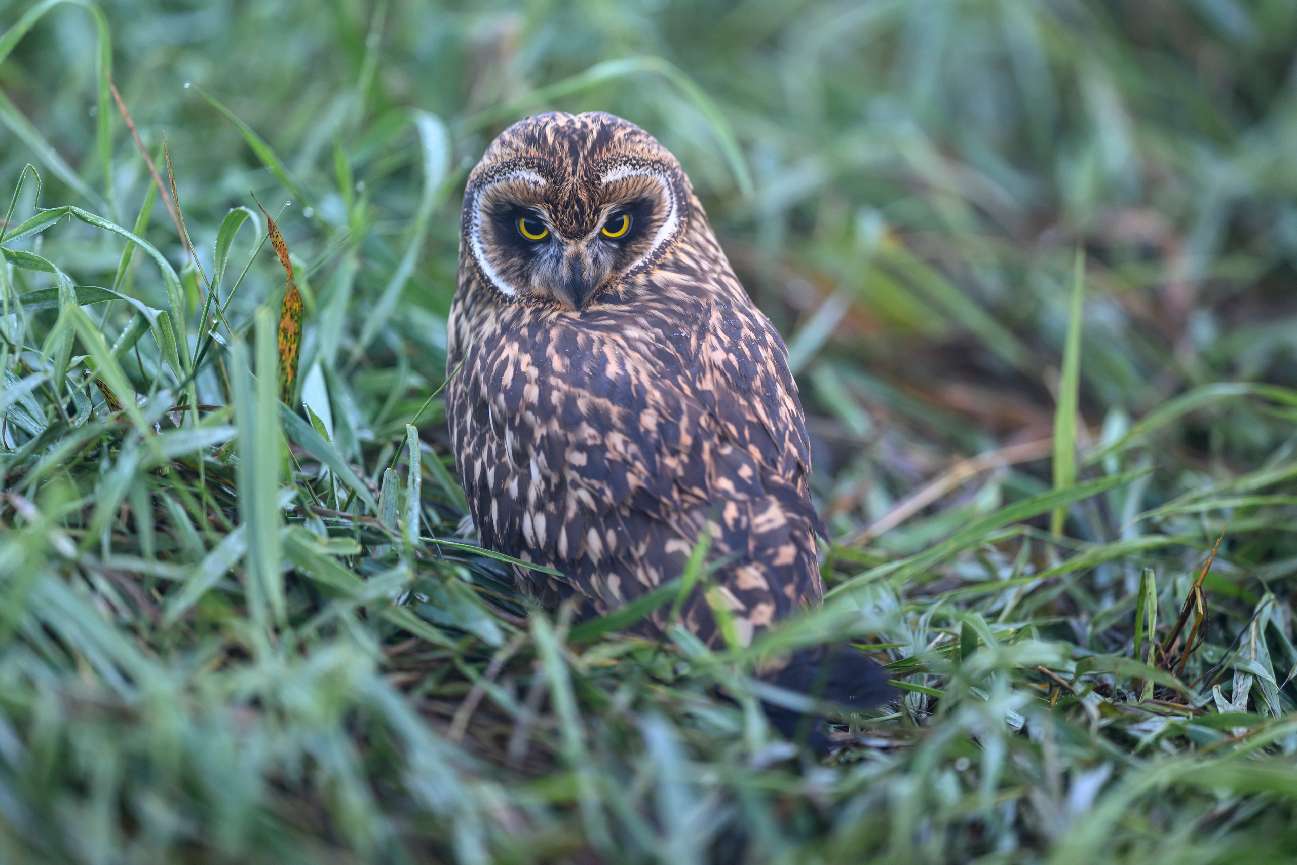 Храбрый совенок | Brave owlet. Фотограф Сергей Пупонин