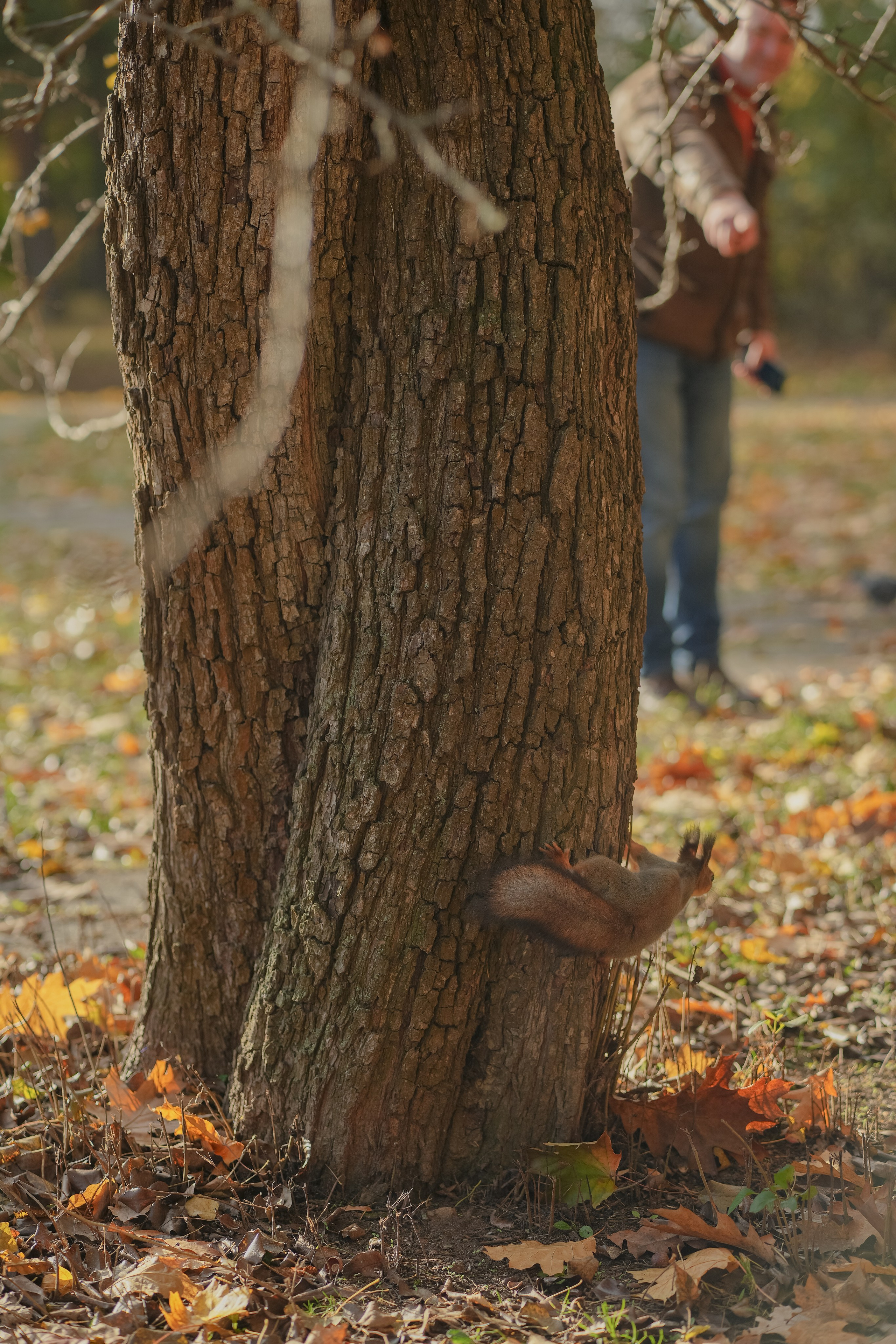 природа белка в парке