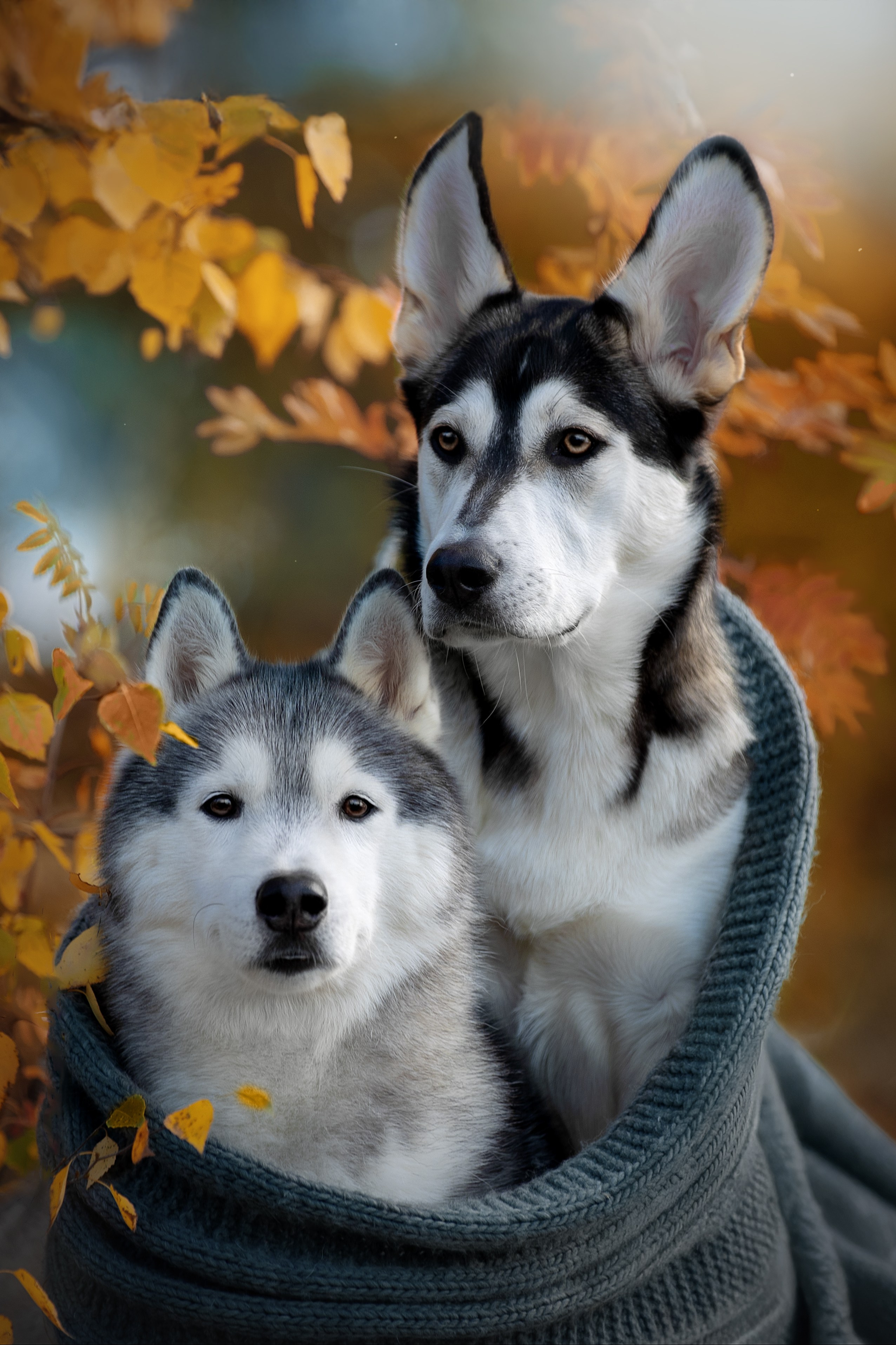 Фотограф анималист в Санкт-Петербурге Светлана Писарева
