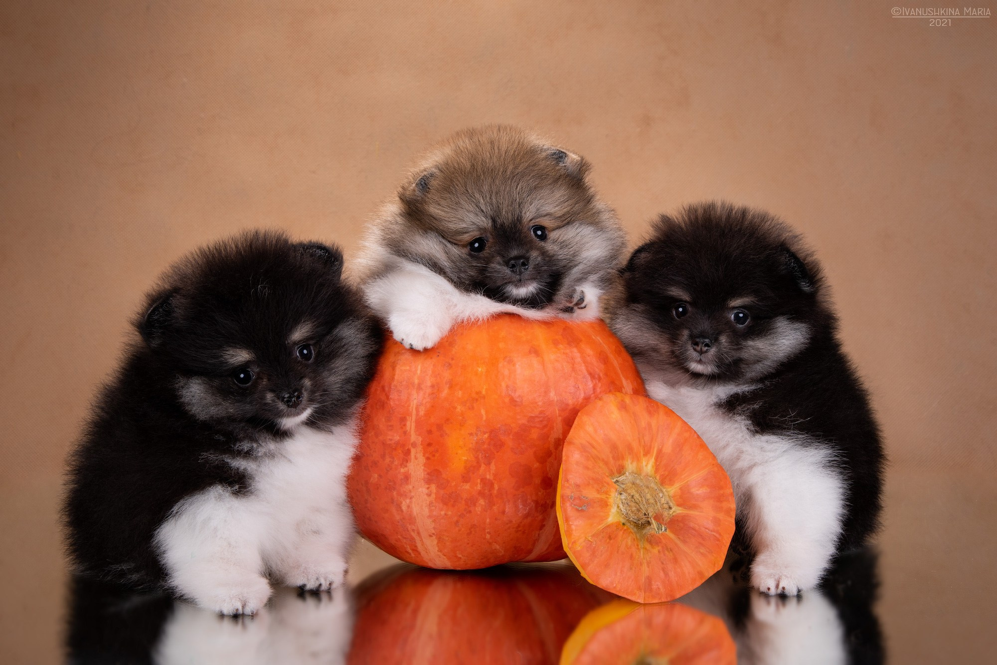 шпицы с тыквой