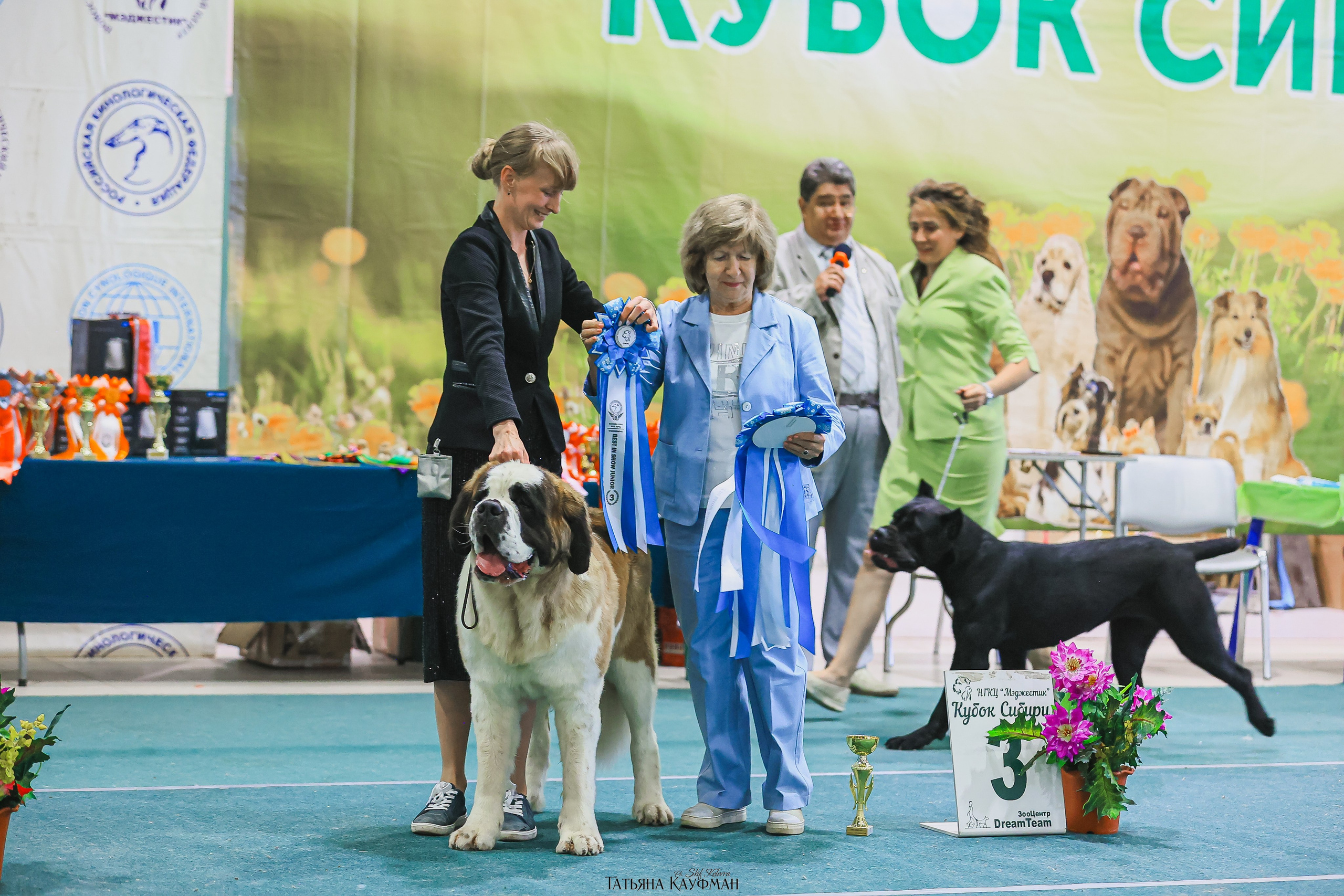 13.07.25 2х выставки собак. Новосибирск. «Кубок Сибири»