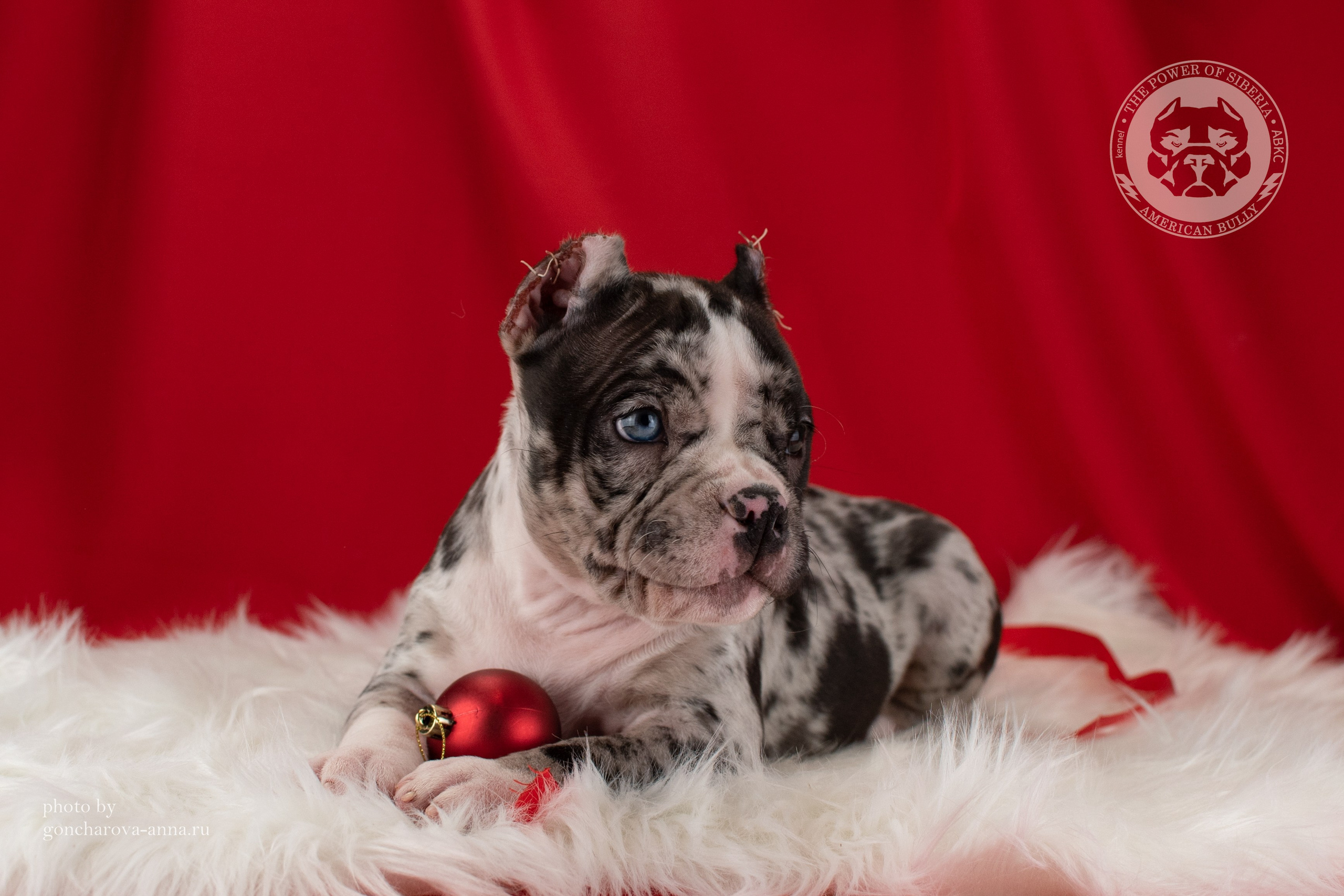 официальный питомник American Bully в Тюмени