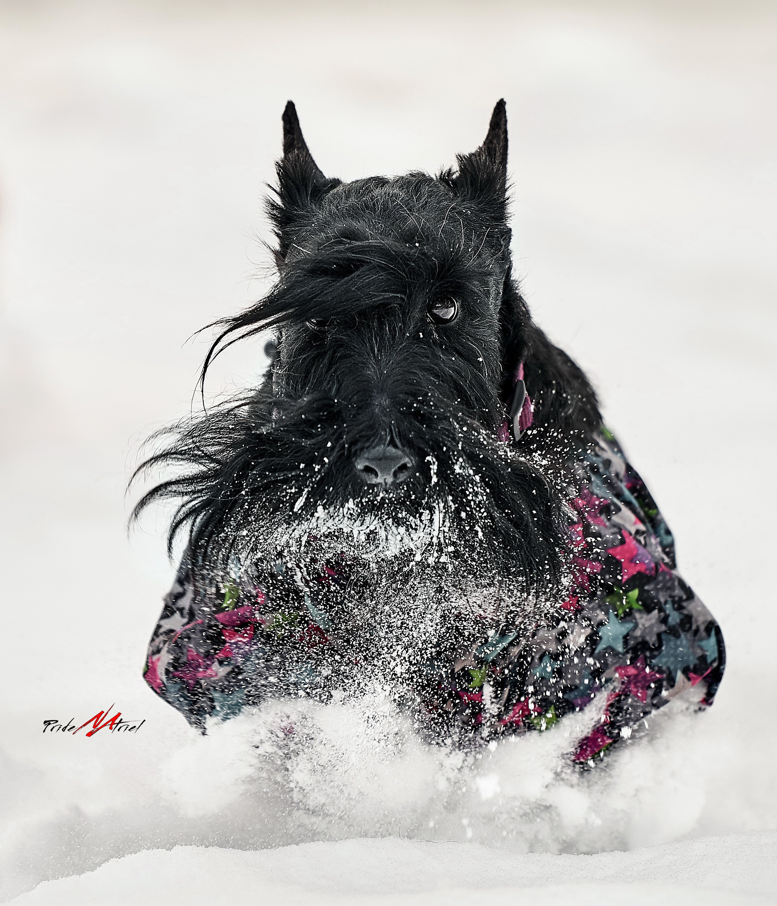 Съемка собак зимой в снегу в движении